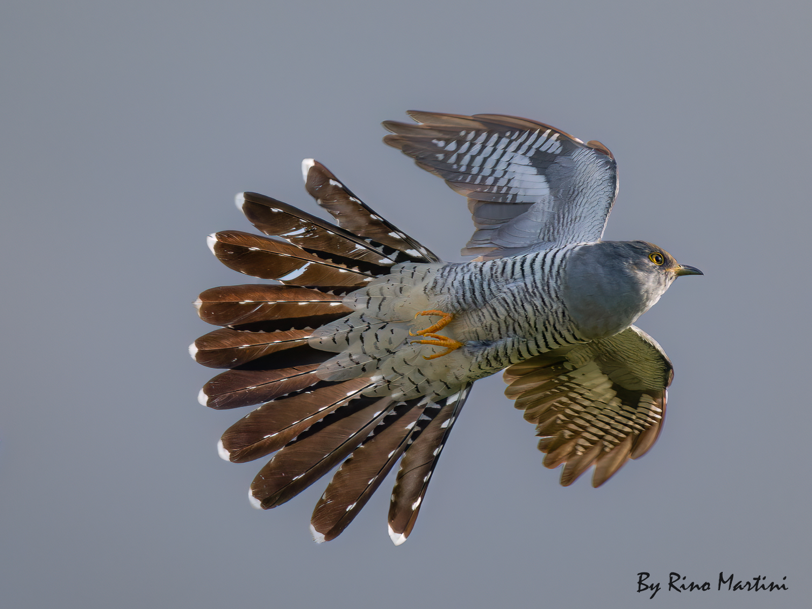 The Cuckoo in Flight...