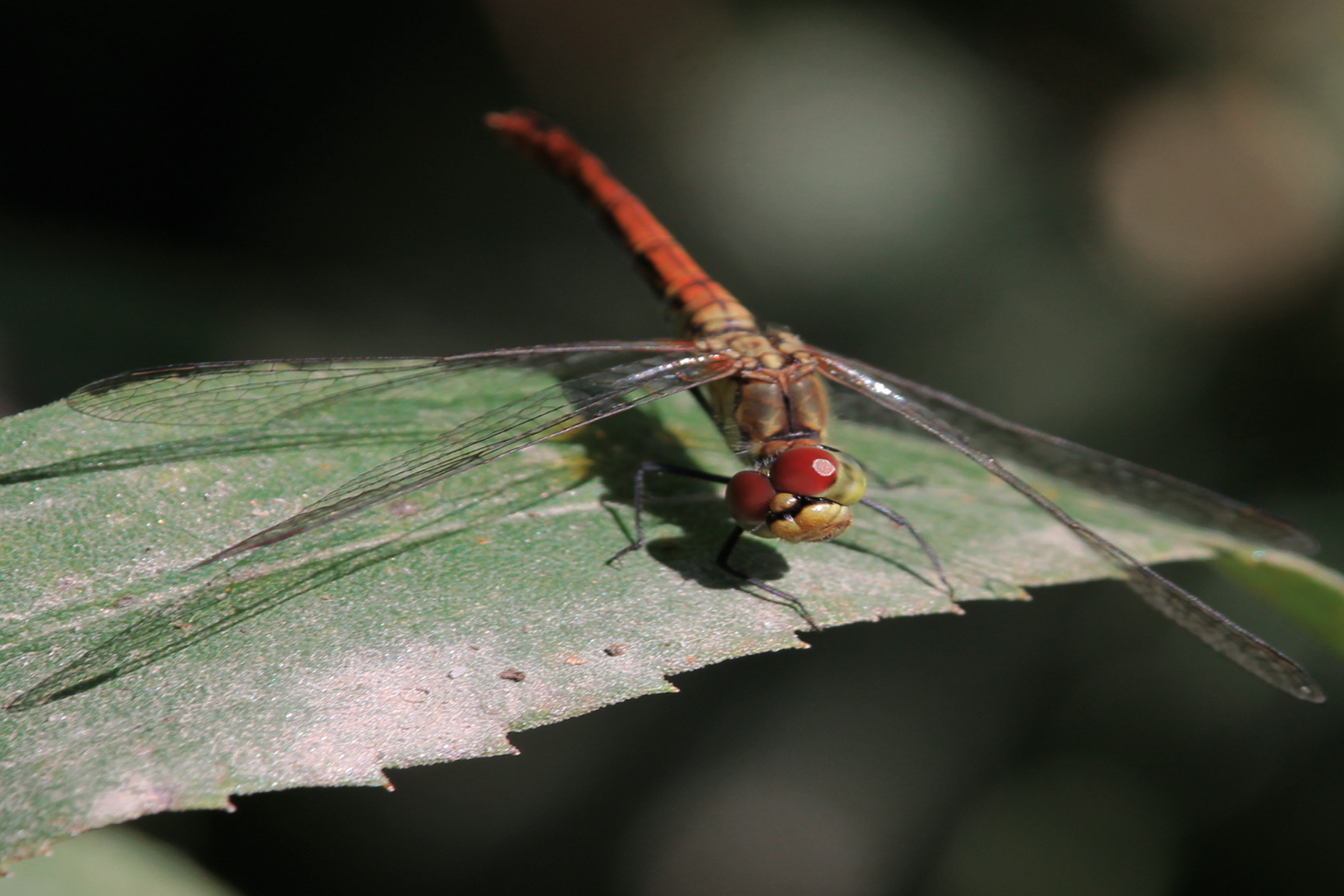 Libellula...