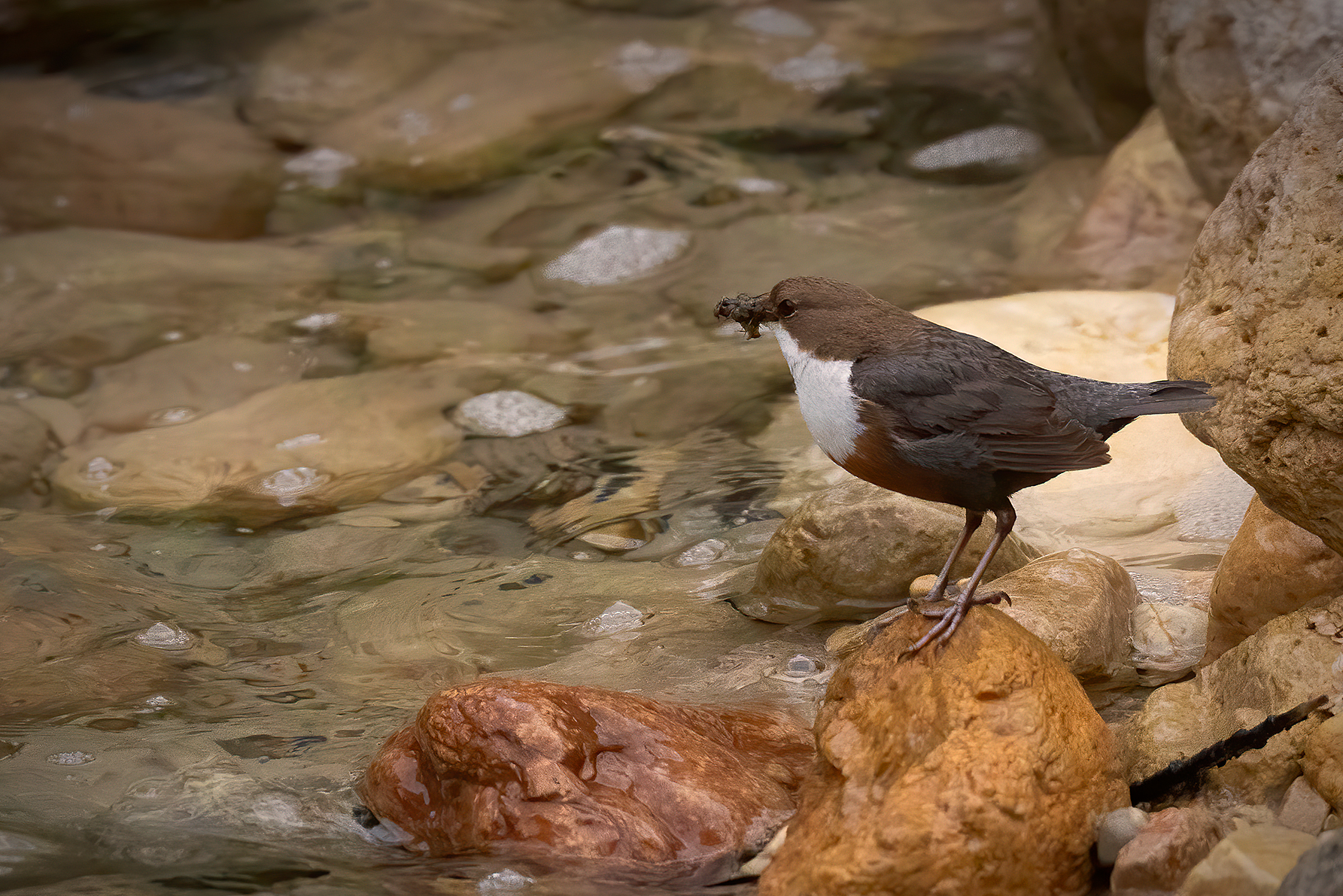 White-throated dipper...