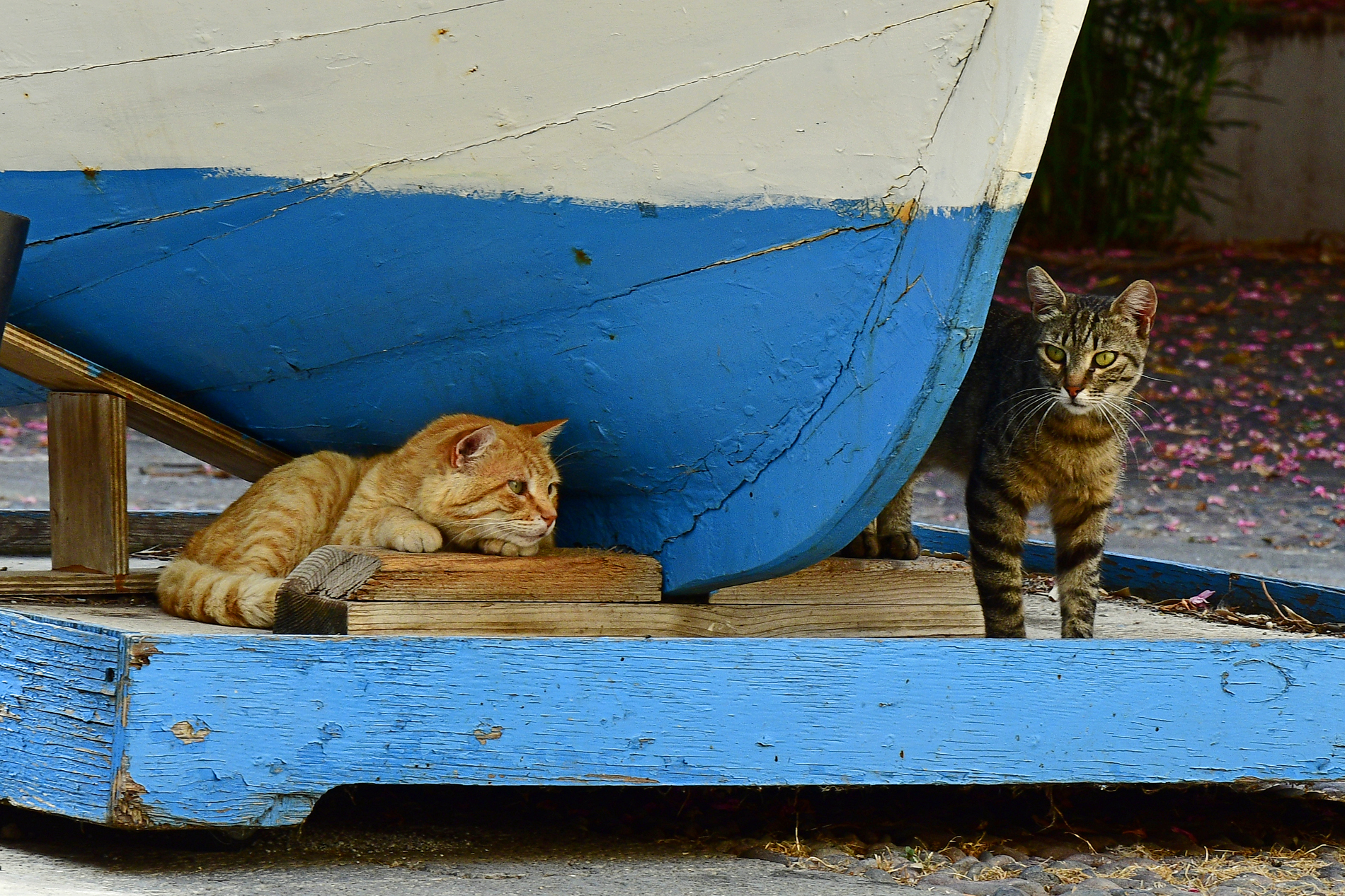 The Cats of the Aeolian Islands...