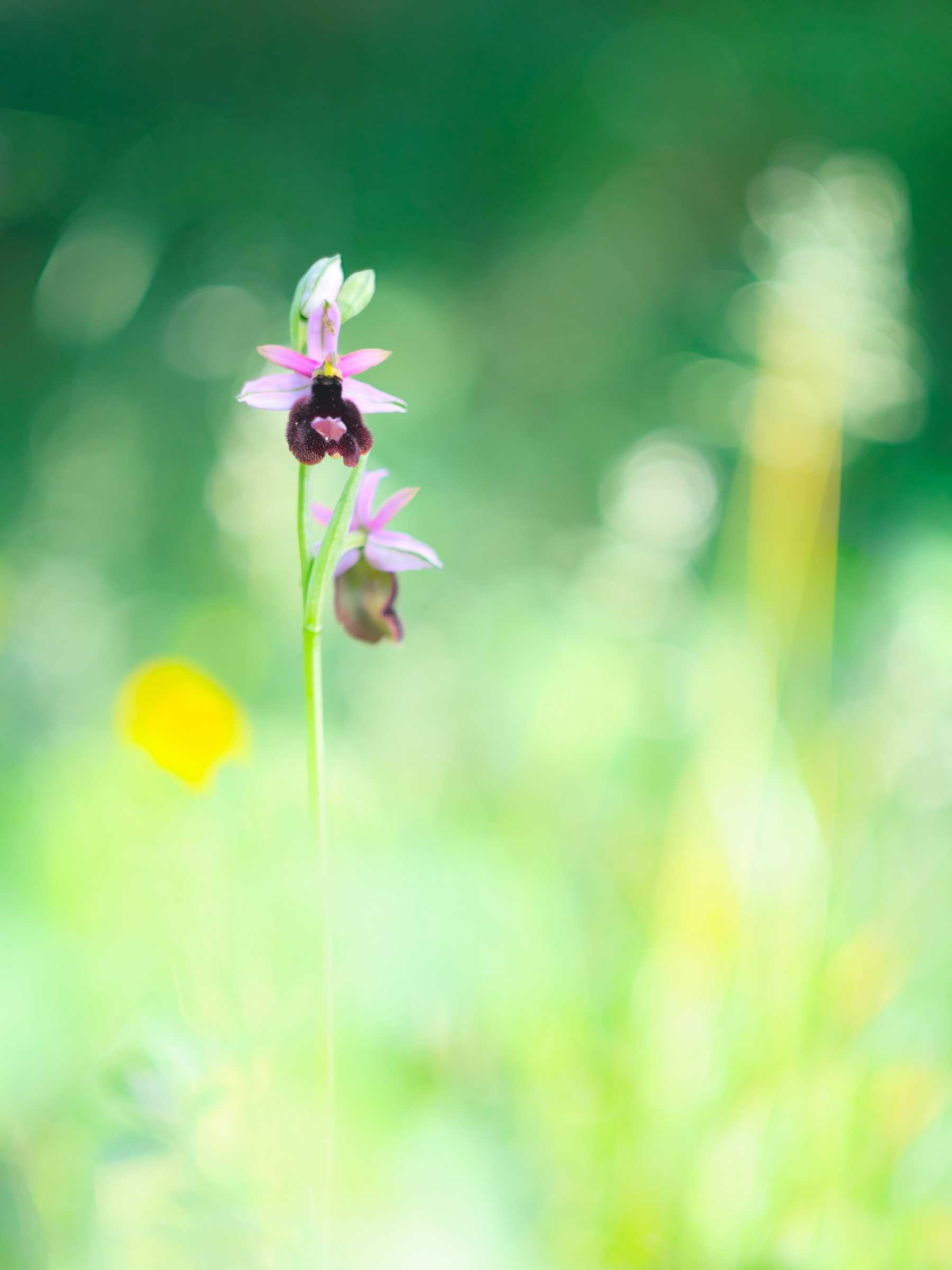 Ophrys bertolonii...
