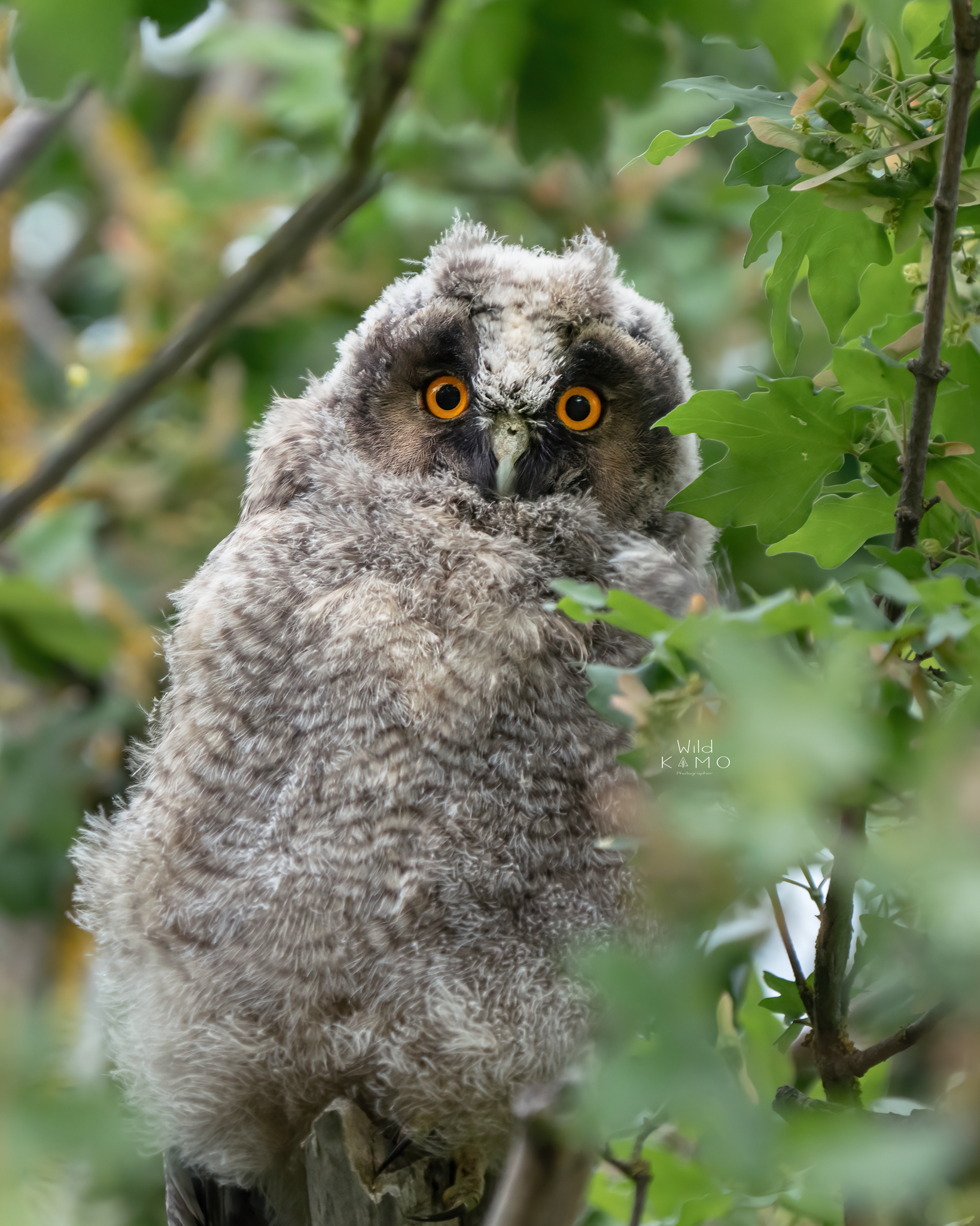 Short-eared Owl Pullet...