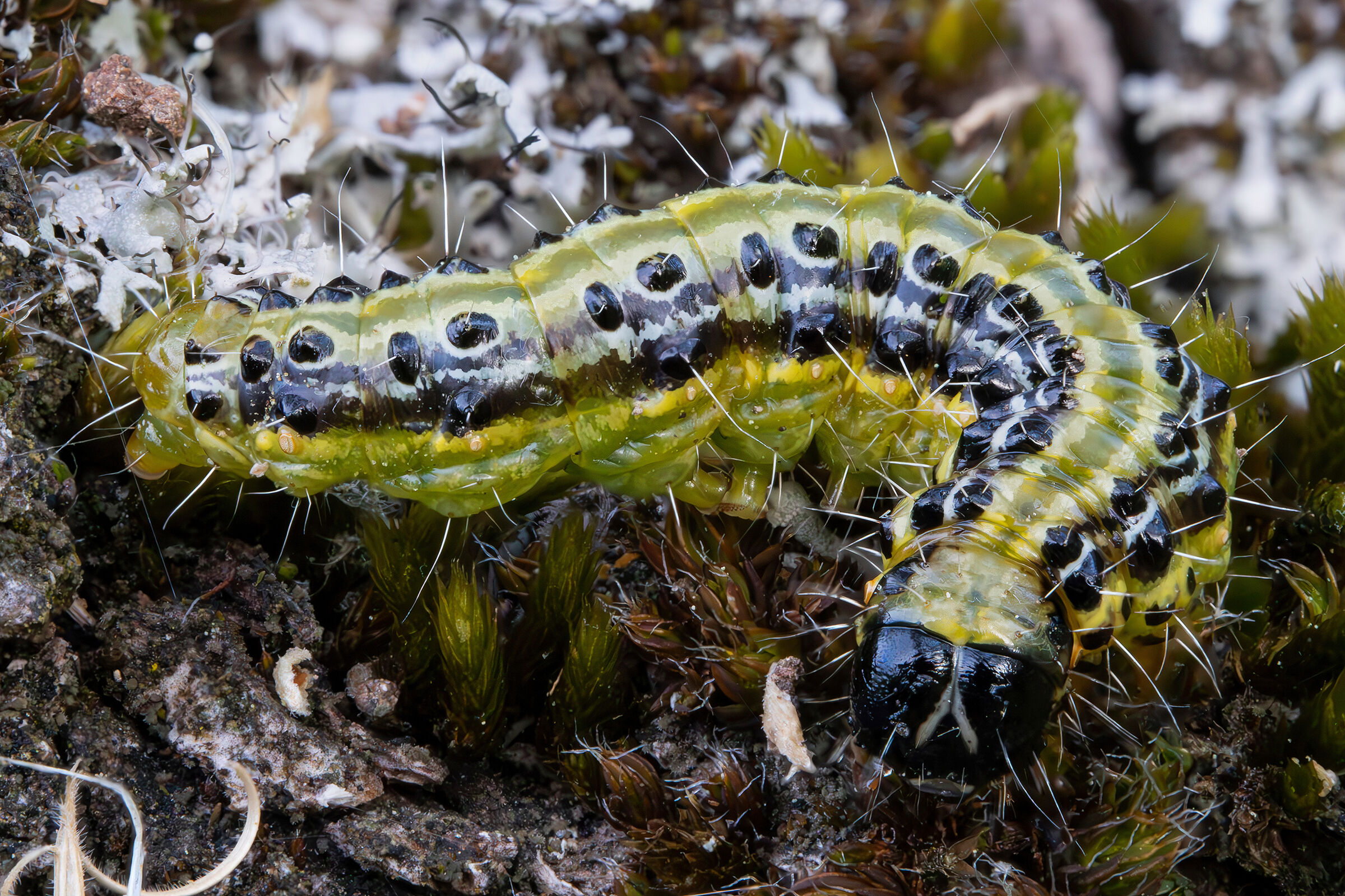 Caterpillar of Cydalima perspectalis...