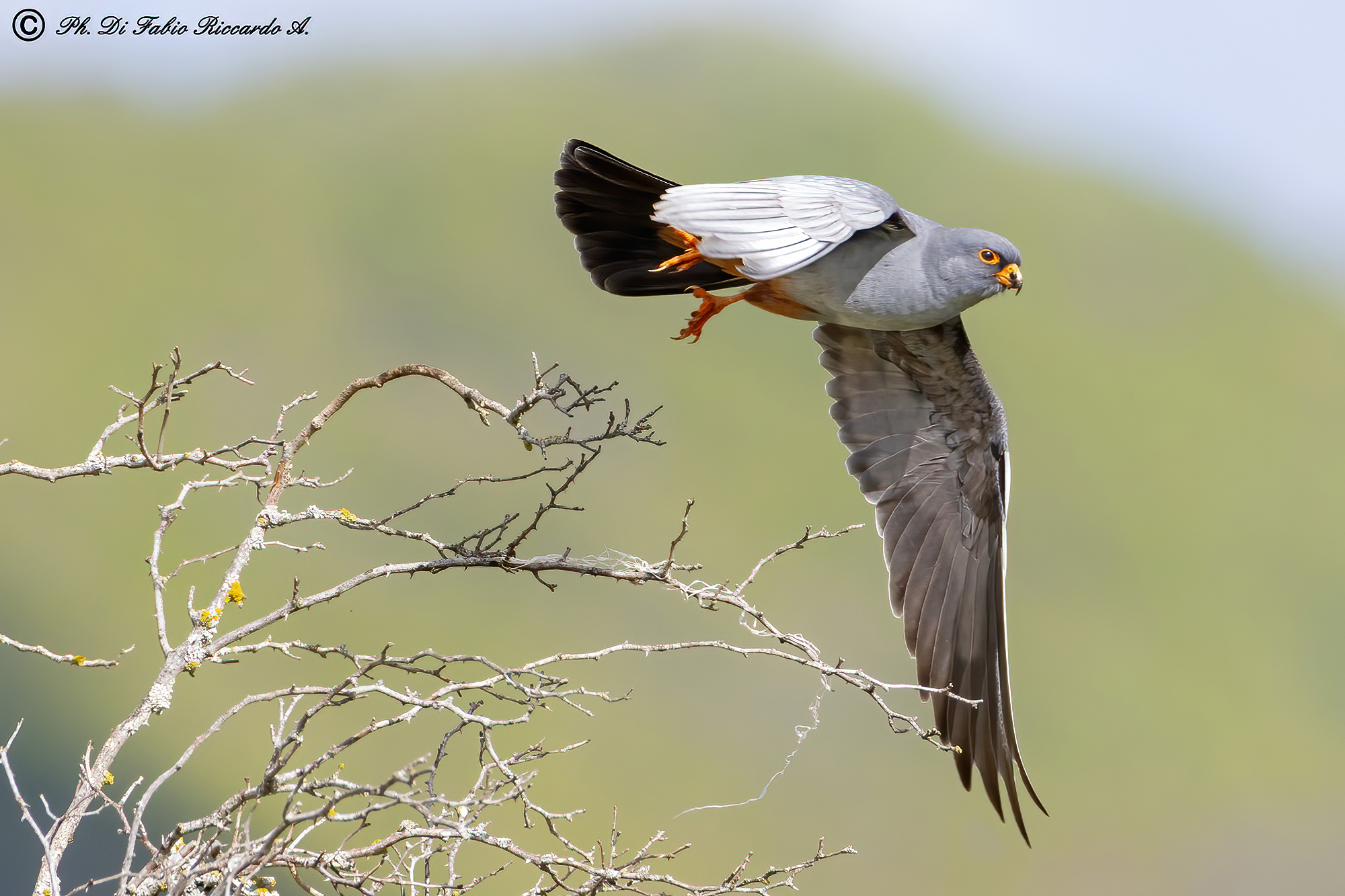 The Cuckoo Falcon's Detachment...