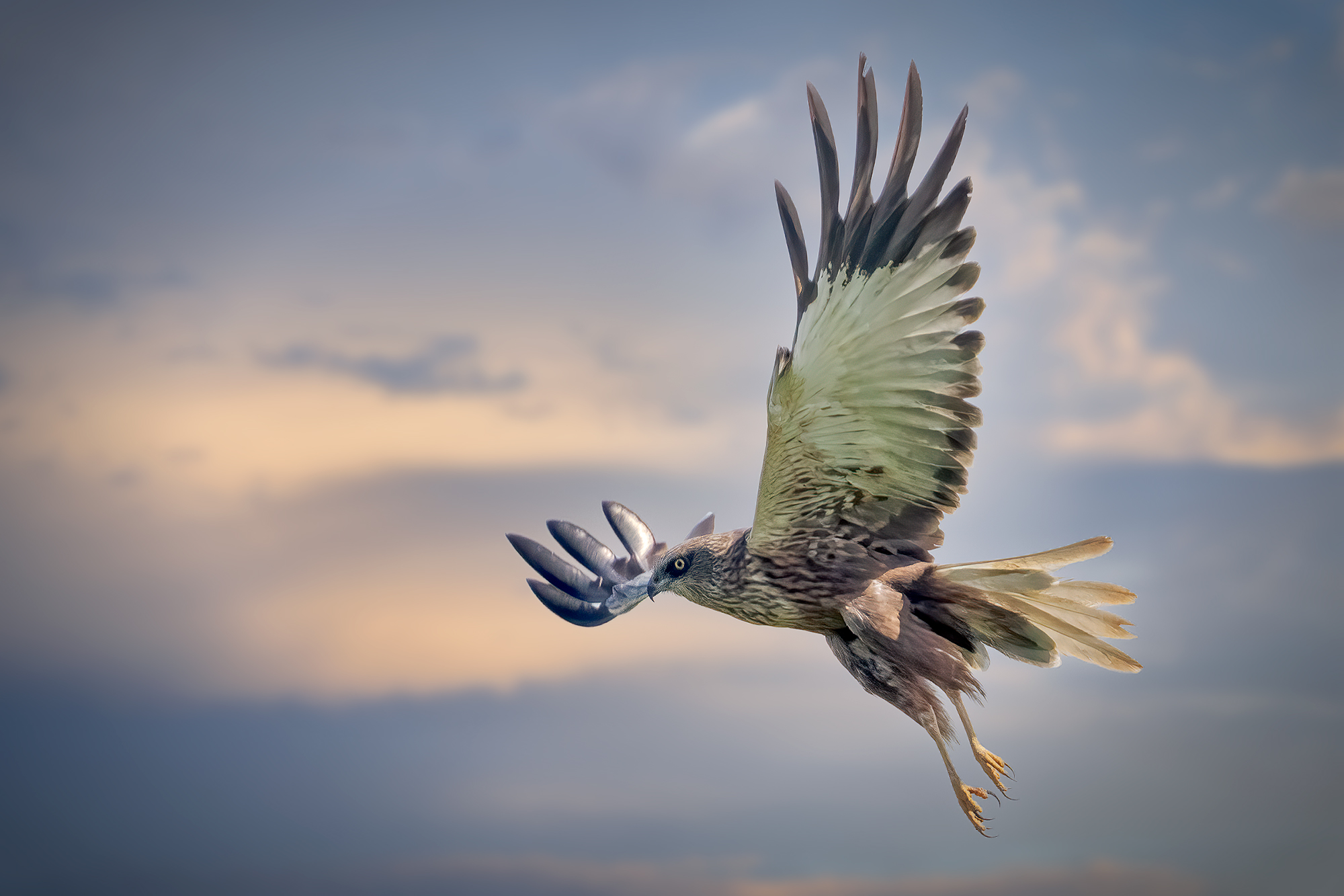 Falco di palude...
