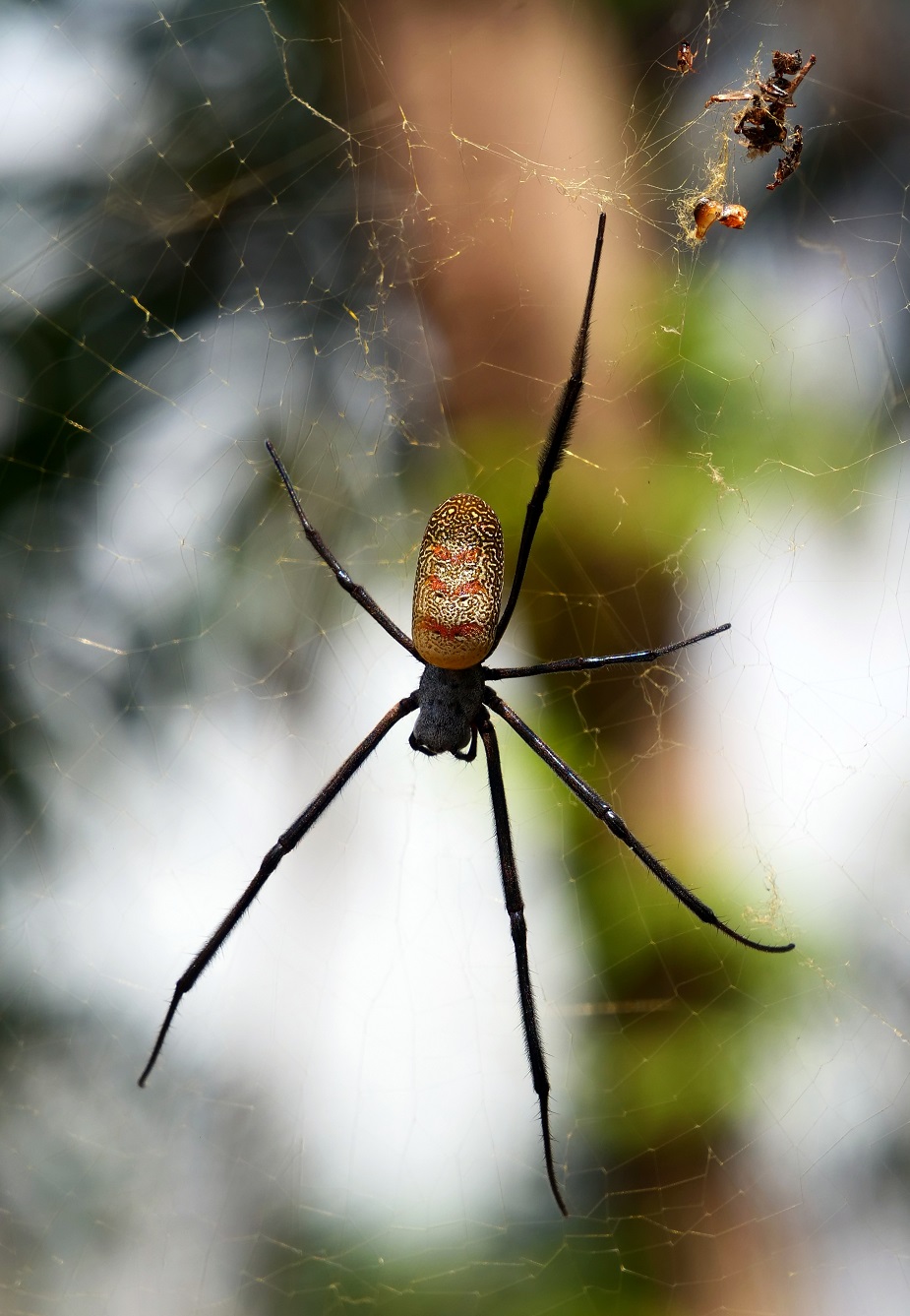 African Spider...