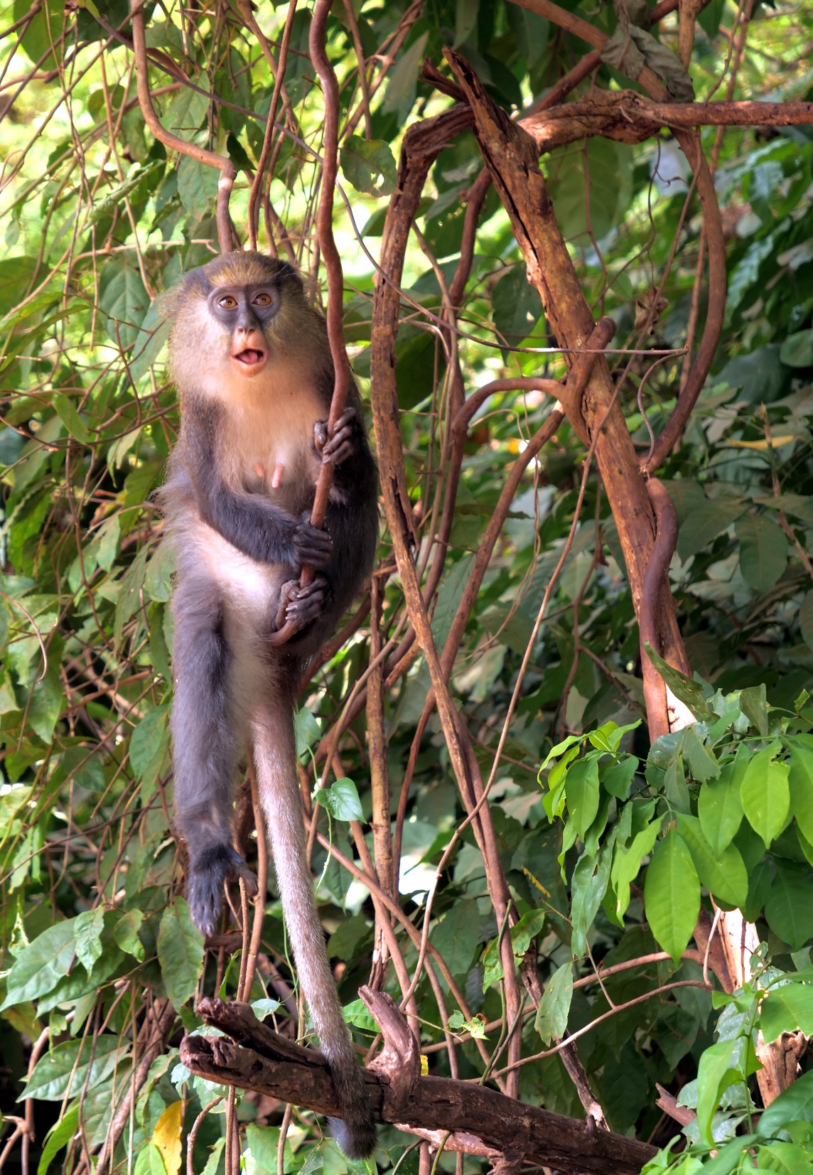 Monkey in the Sacred Grove...