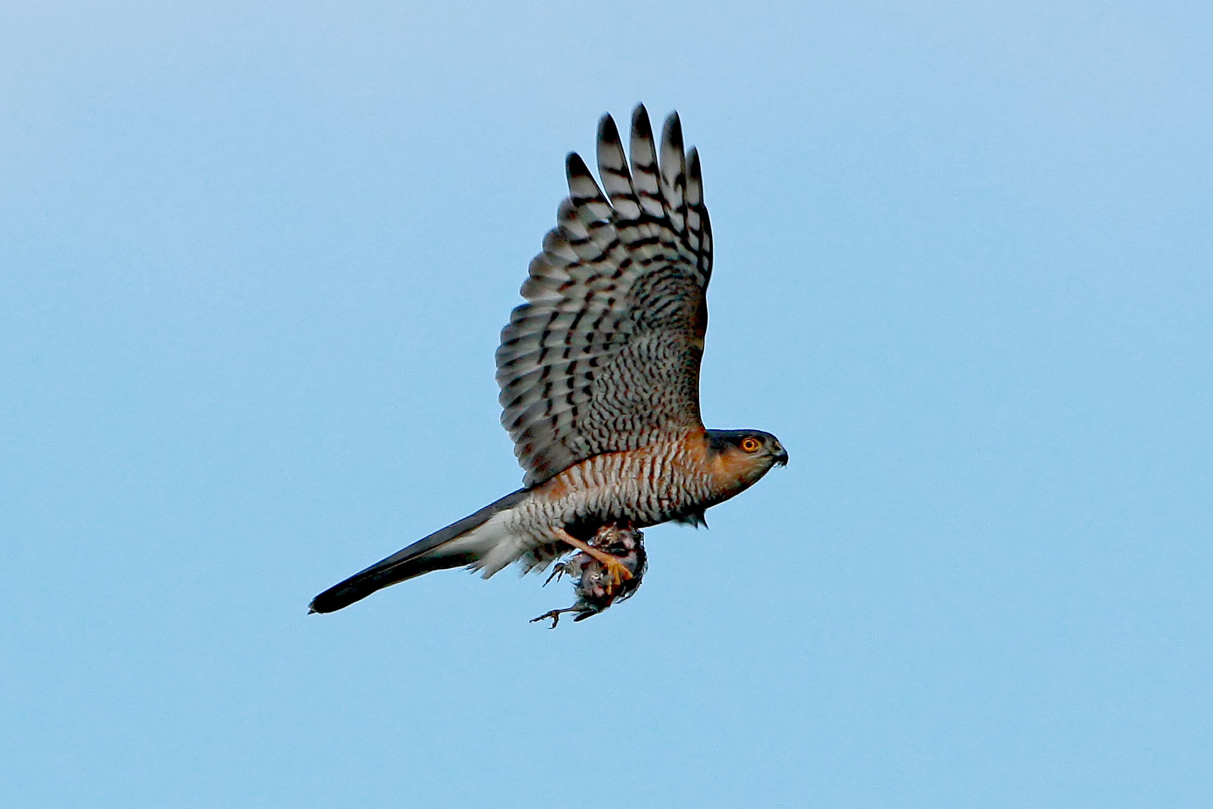 Sparrowhawk with prey....