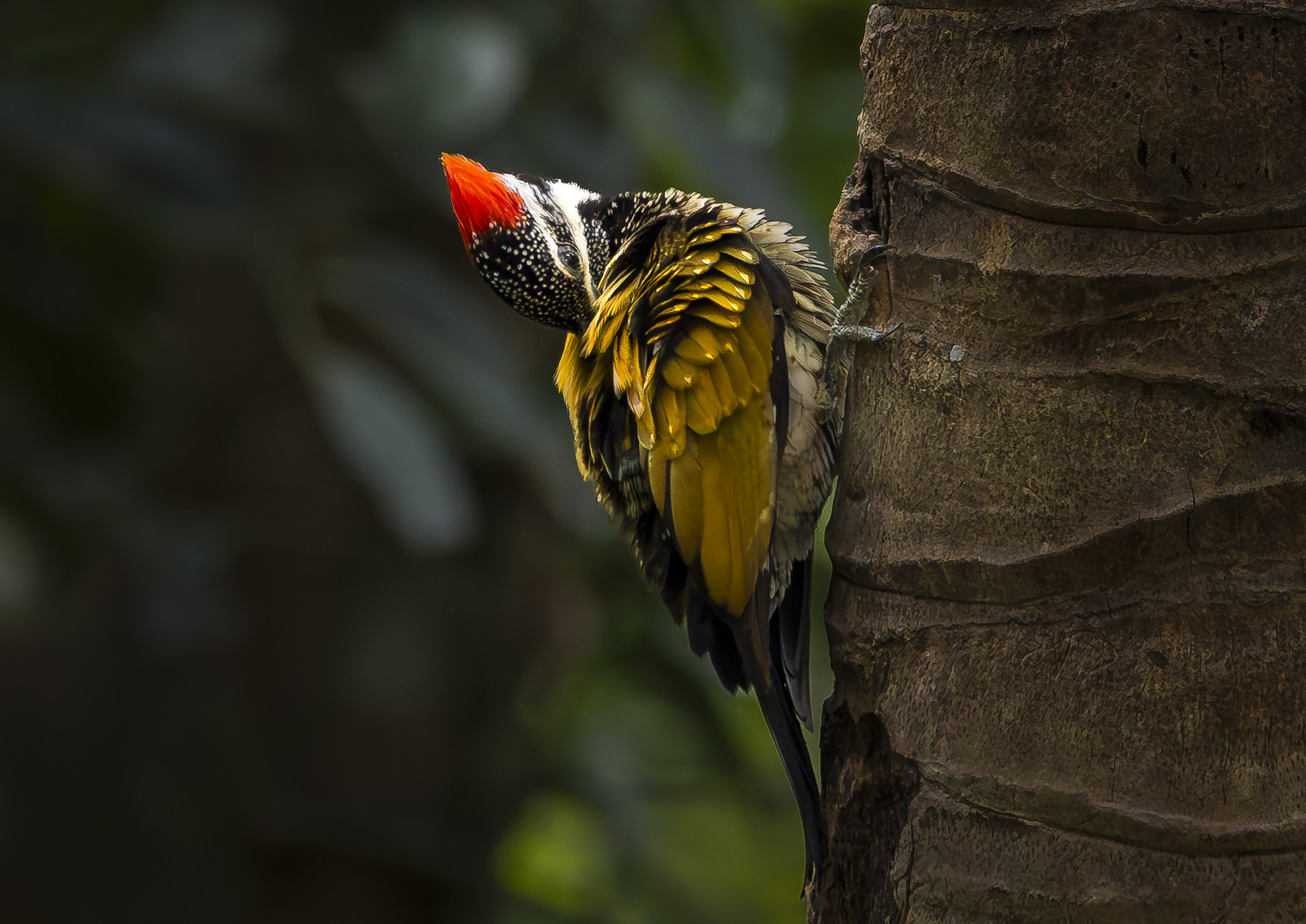 the common flameback woodpecker...