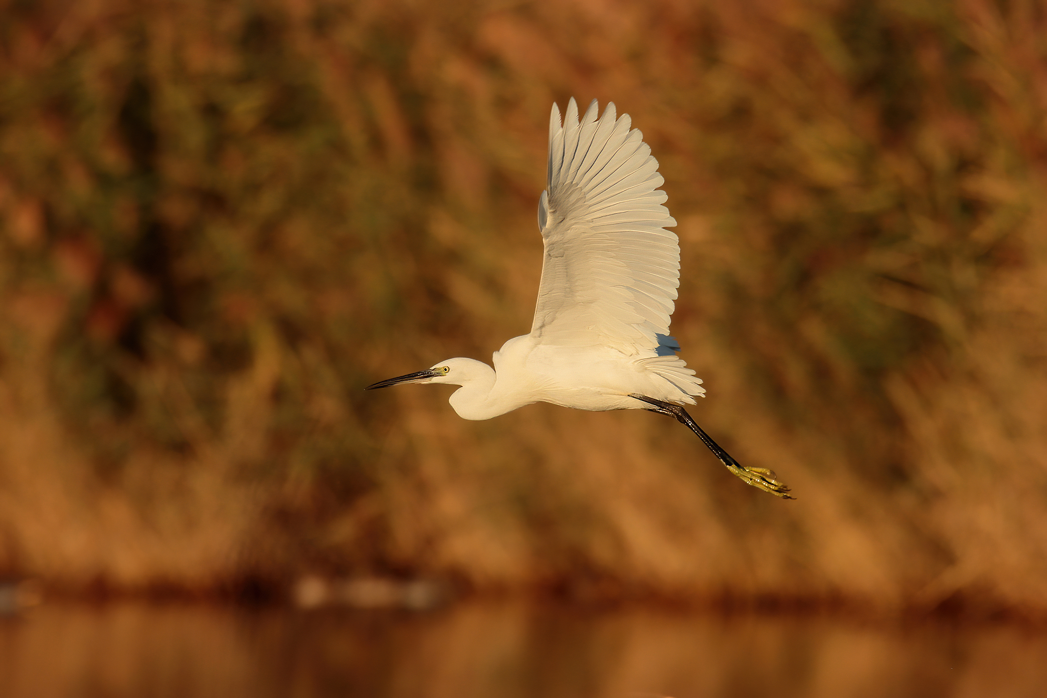 Egret in flight at the first rays of sunshine...