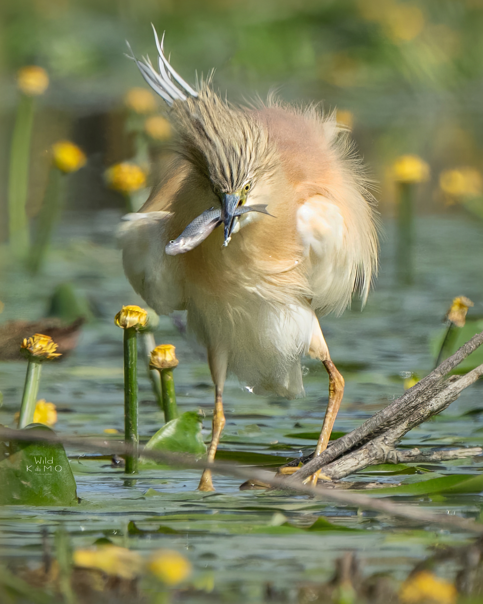 The cruelty of the Tufted Heron ...