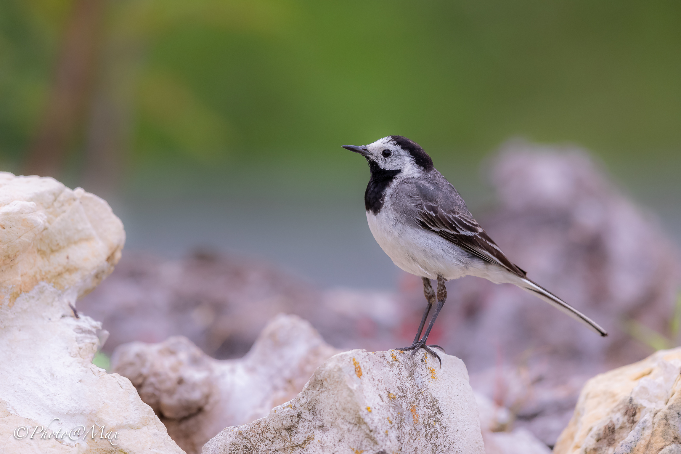 White wagtail ...