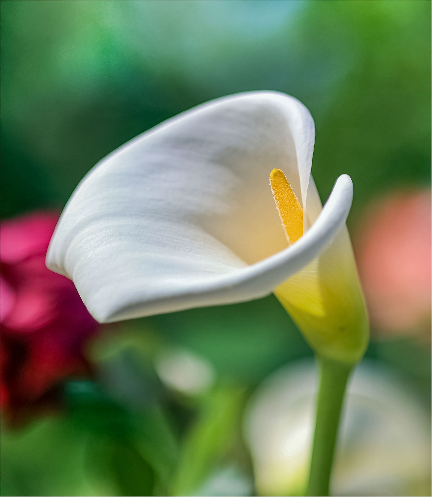 Romantic Flowers: Calla Lily Meaning...