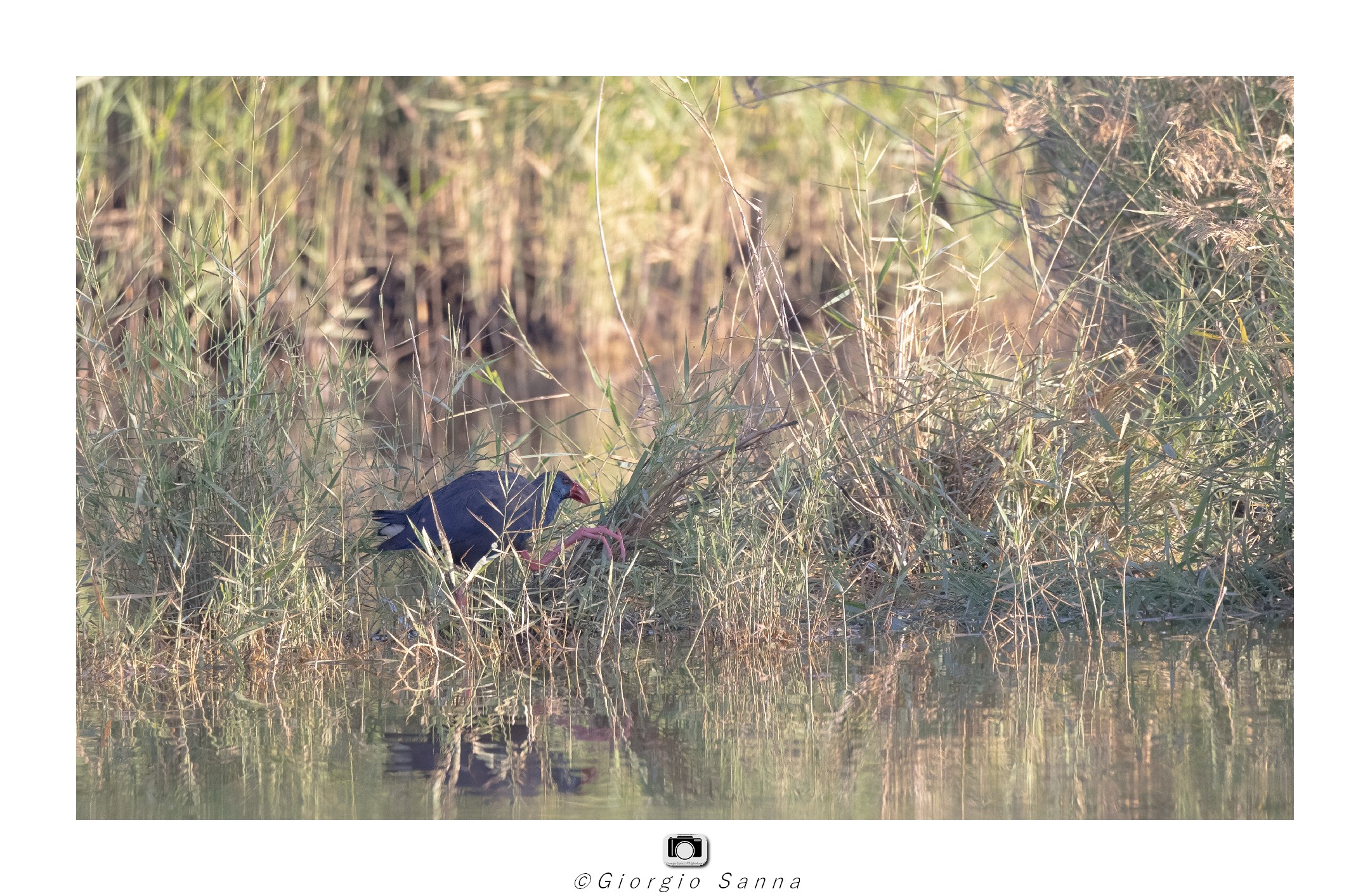 Swamphen...