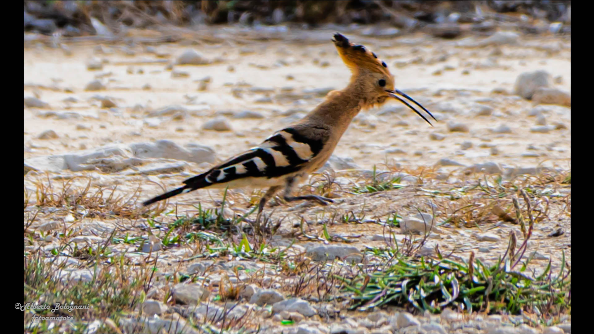 Upupa, epops Linnaeus...