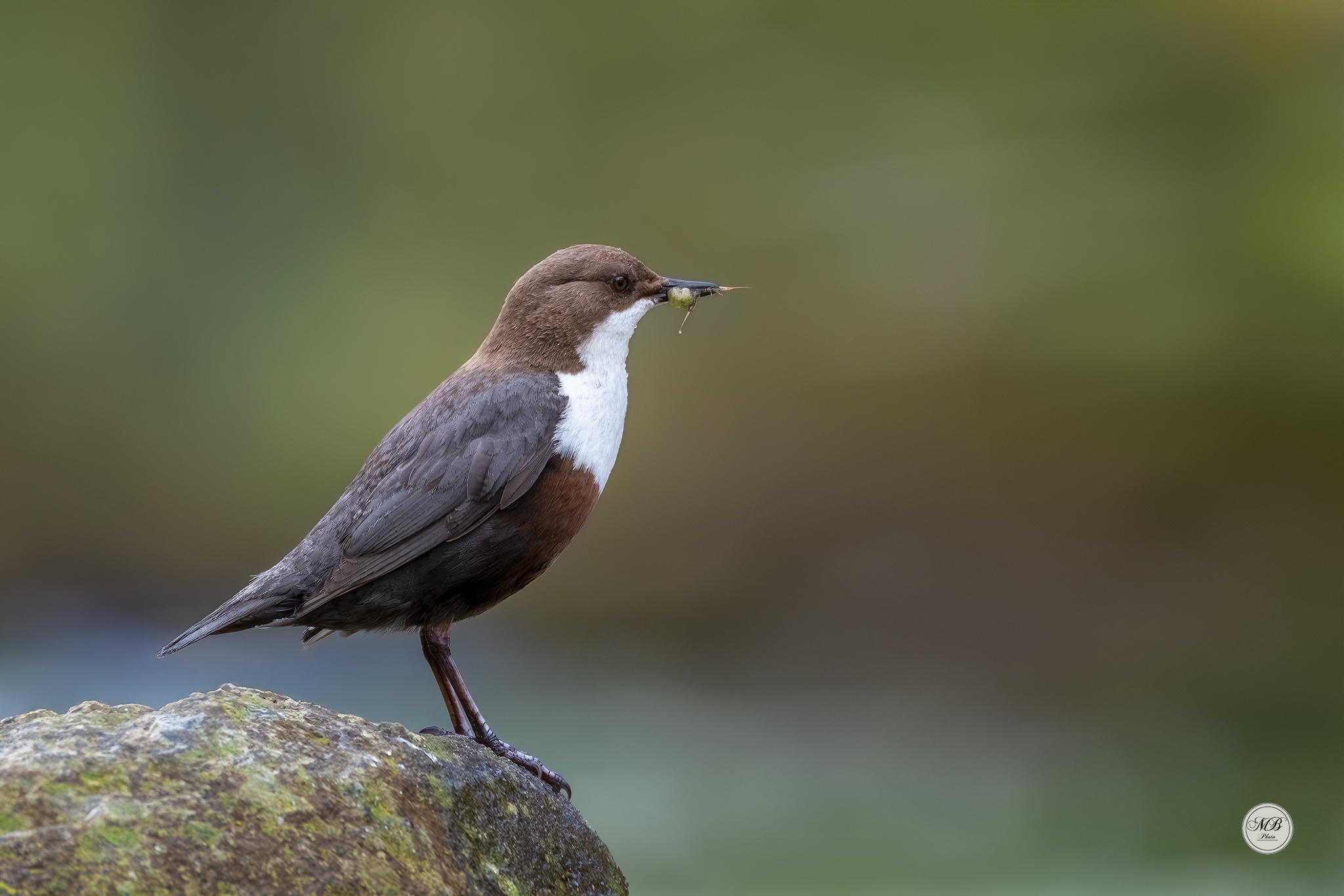 White-throated dipper...