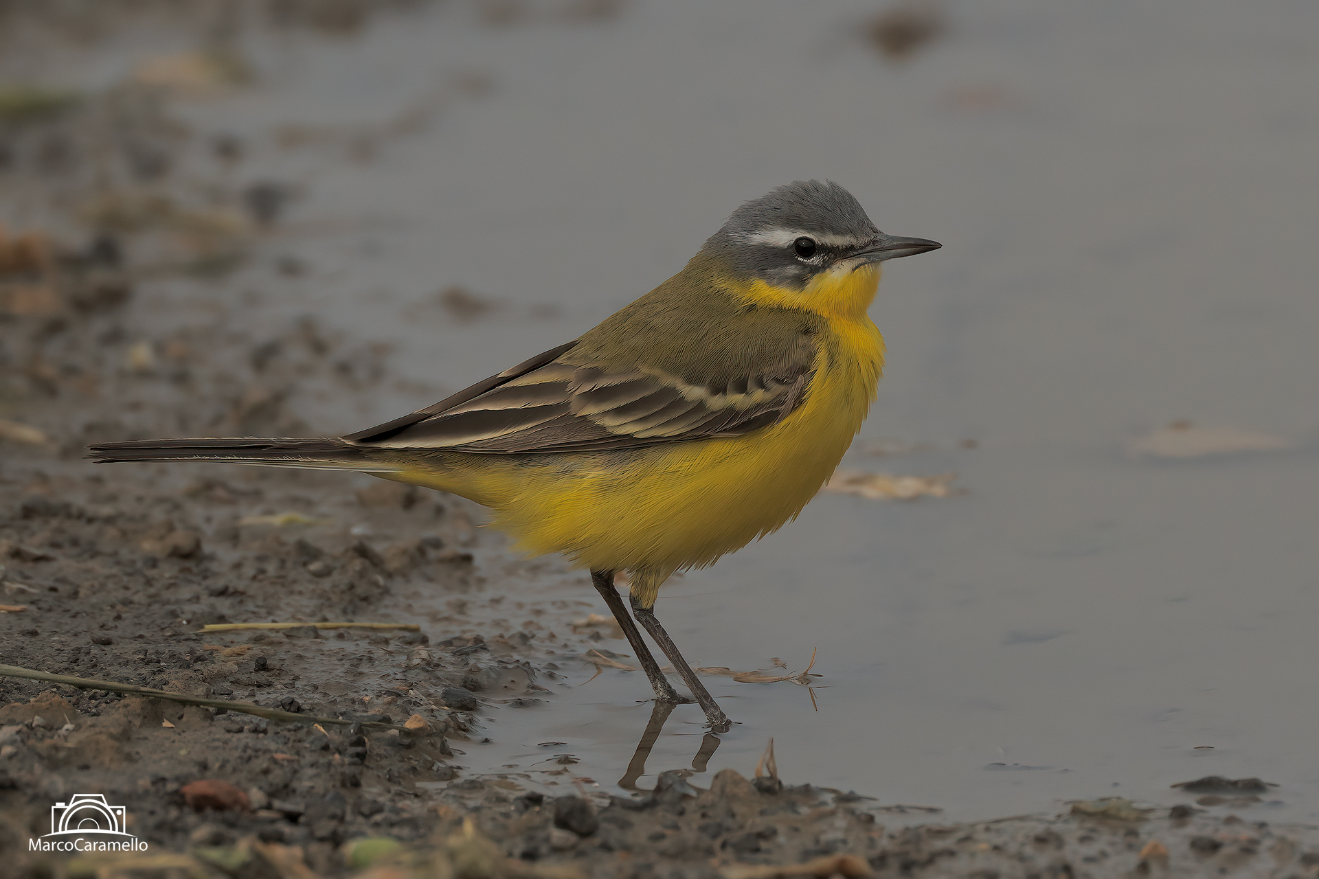 wagtail...