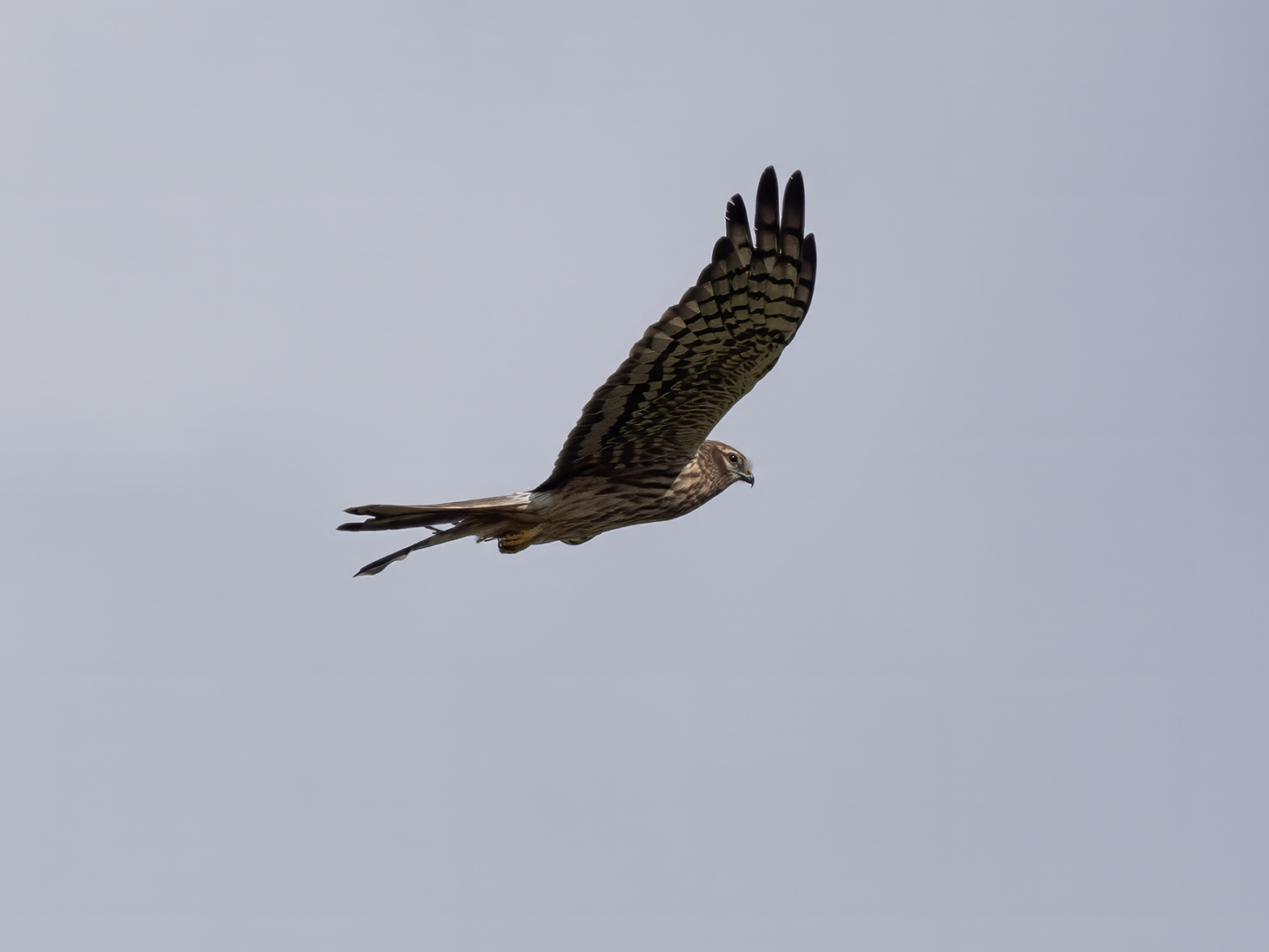 Harrier...