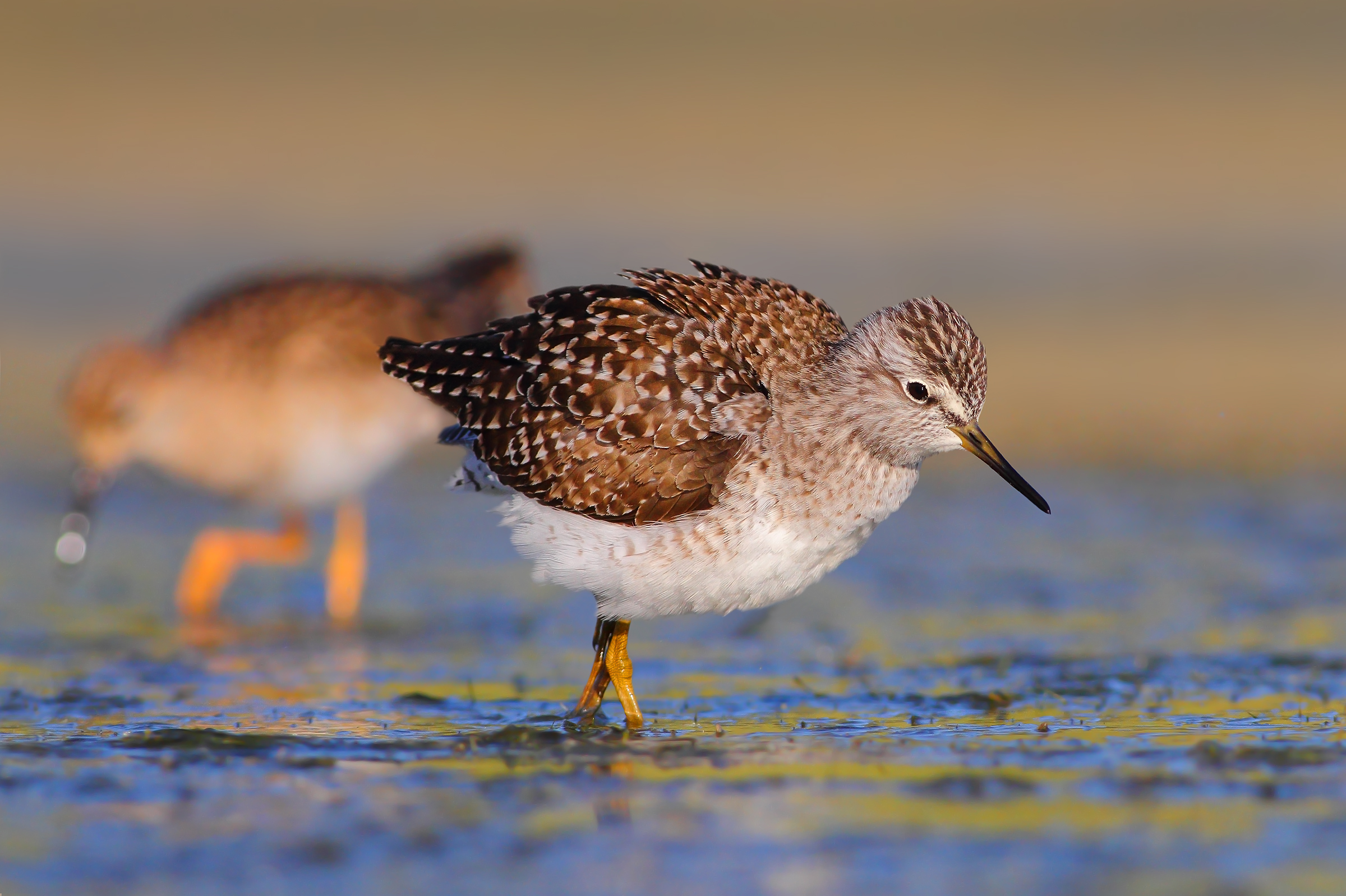 Wood Sandpiper...