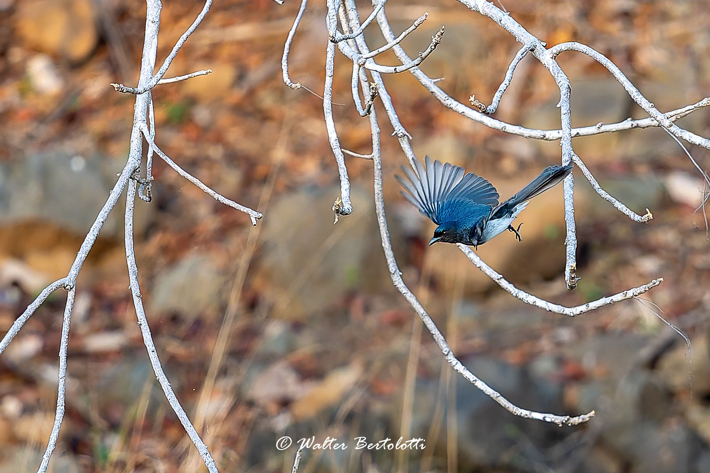 Blue and white flycatcher...