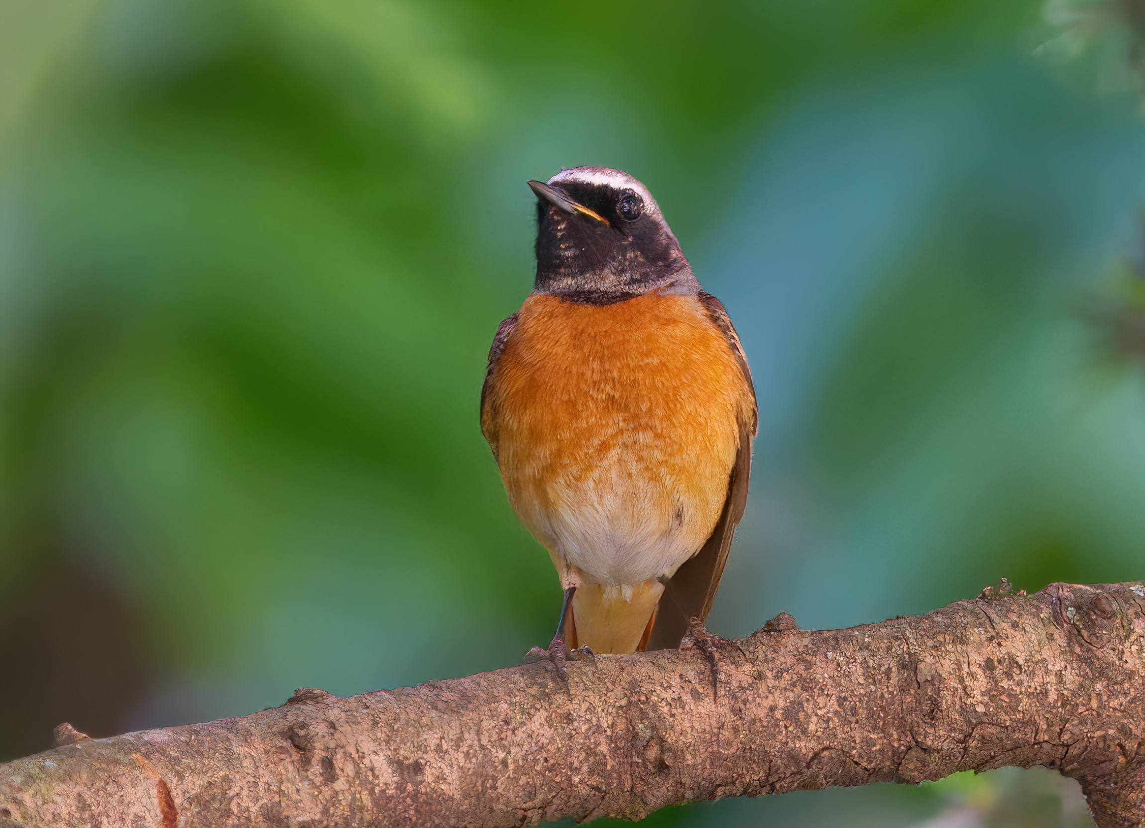 Male Redstart...