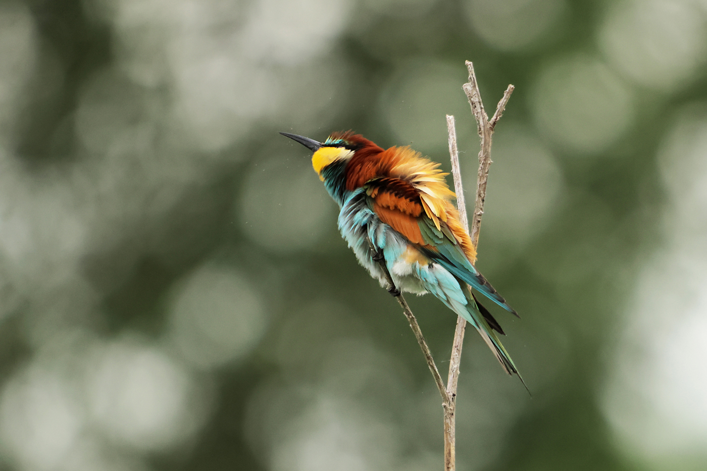 Bee-eater...
