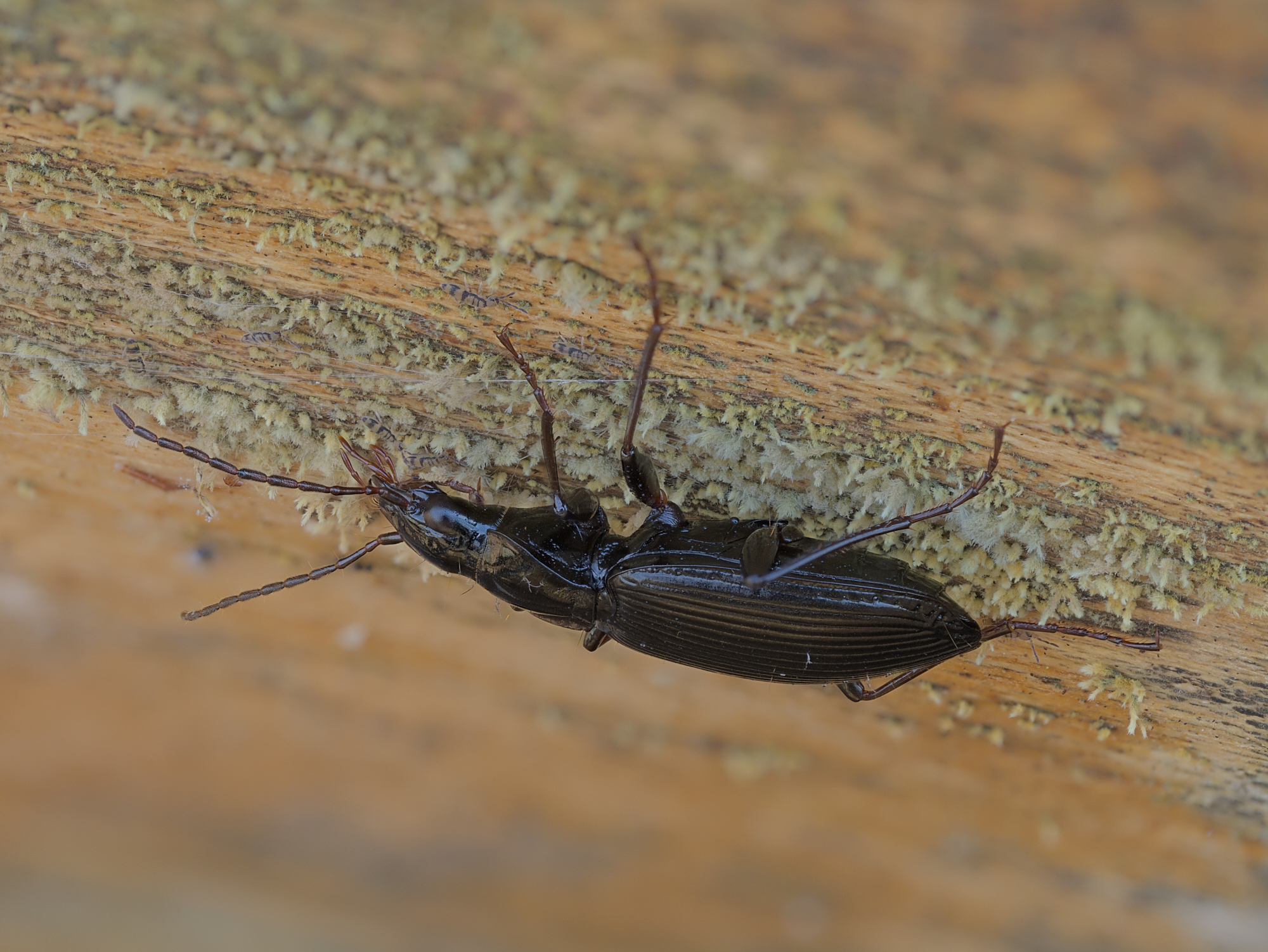 Platynus assimilis...