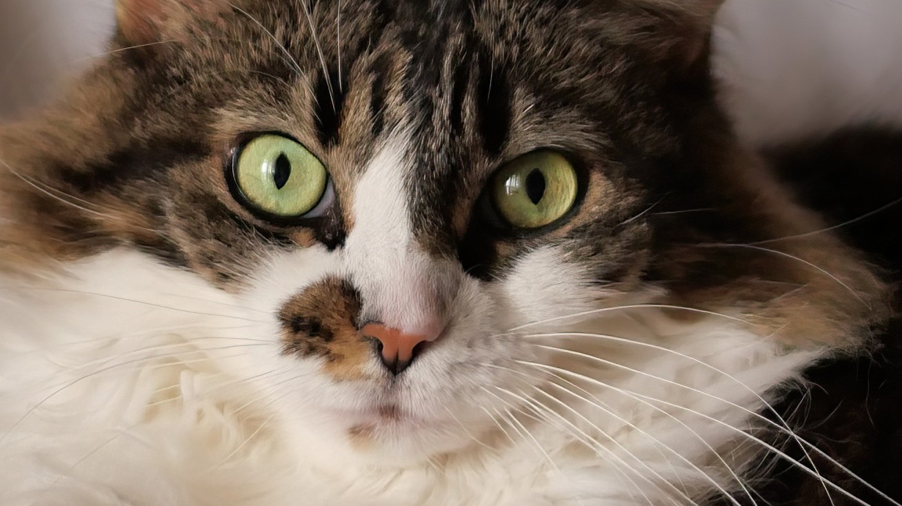 Close-up of Kiky...