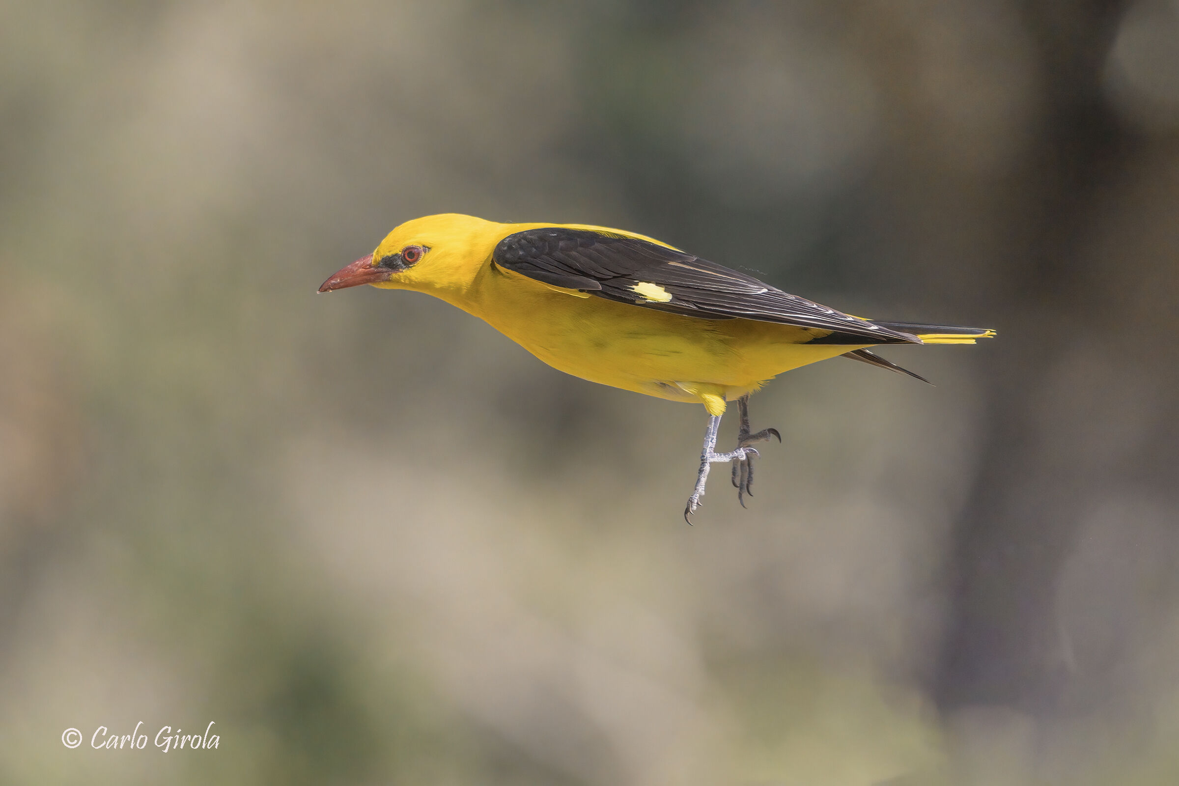 Rigogolo (Oriolus oriolus)...