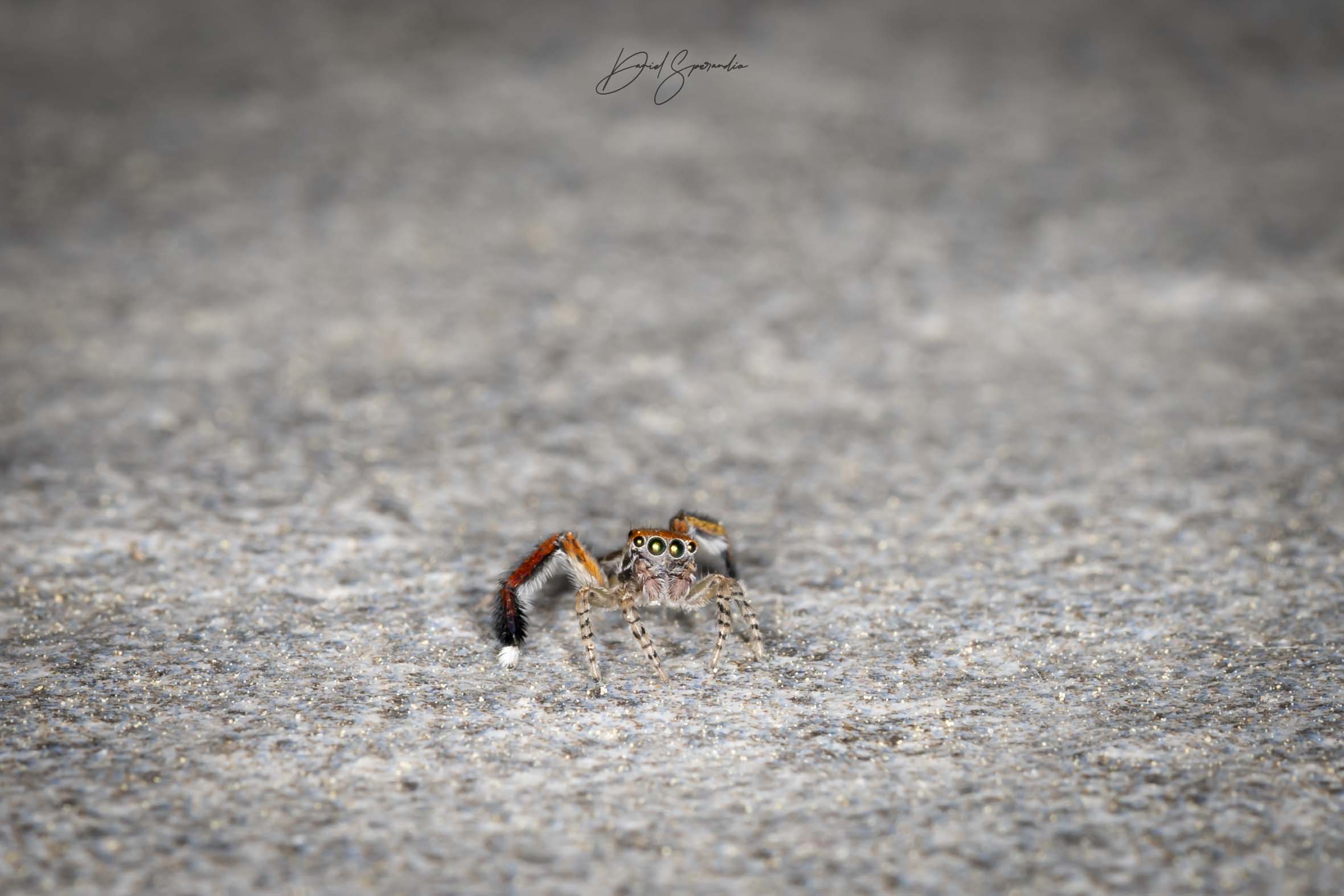 Jumping spider...
