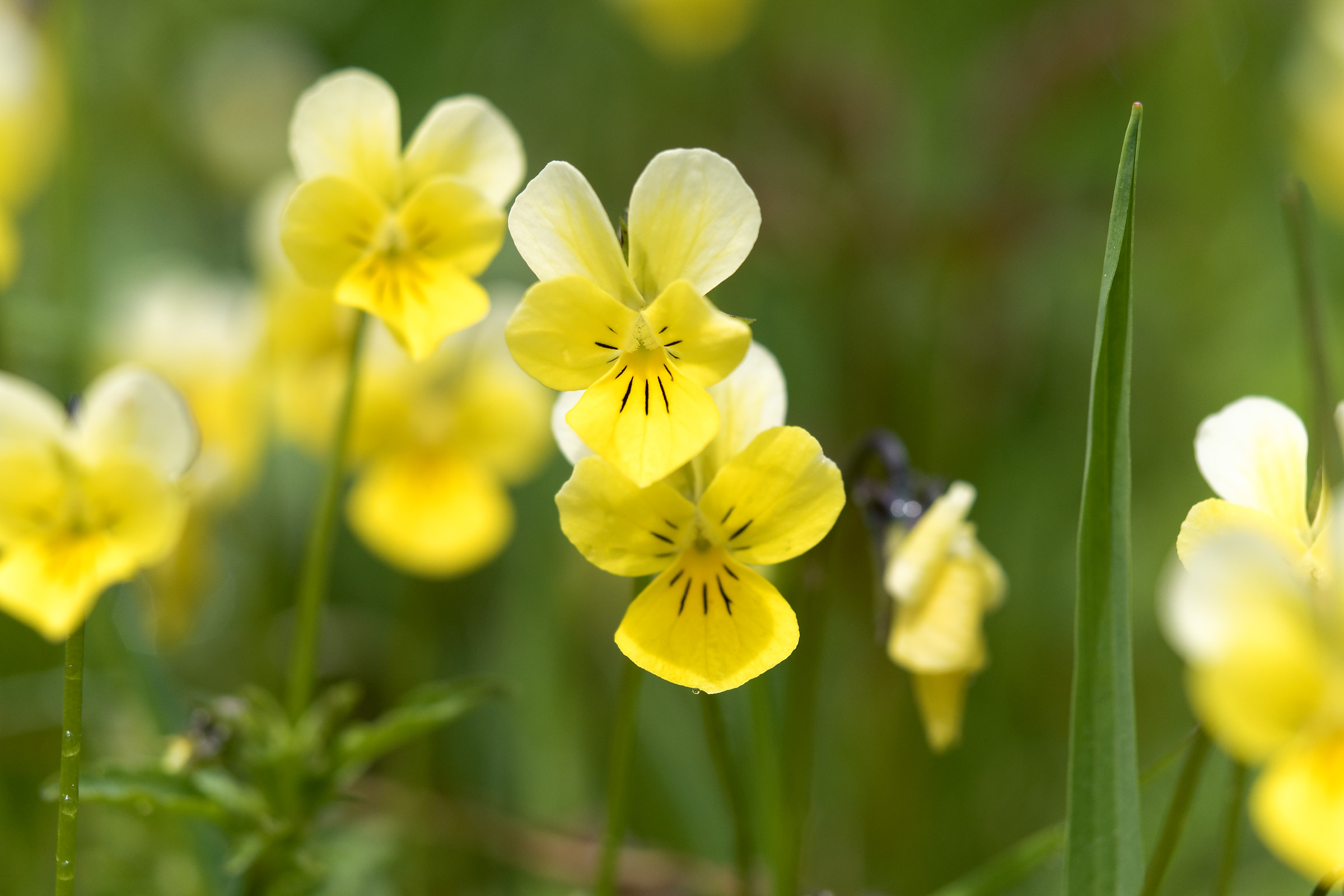 Viola gialla...