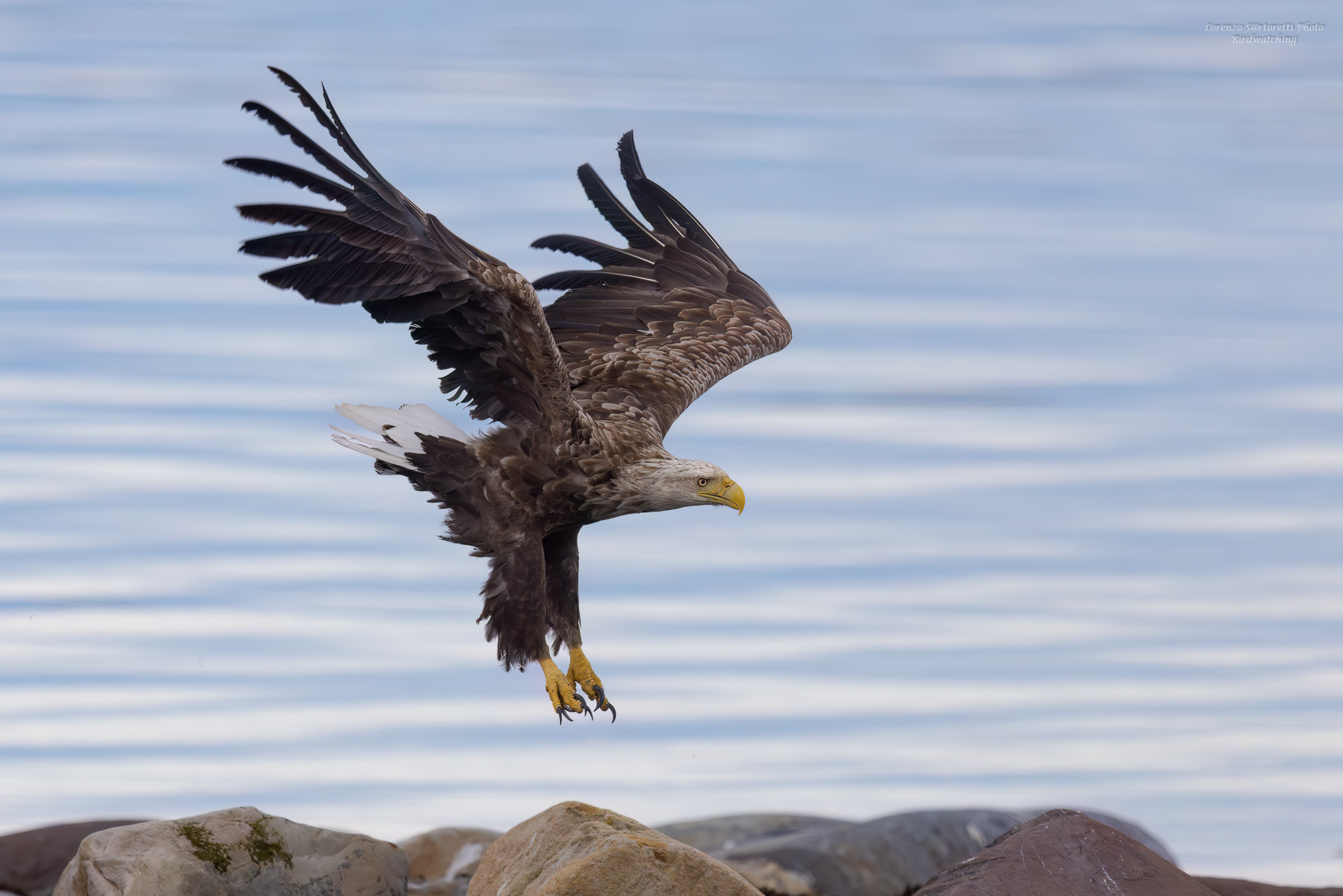 Sea Eagle ...