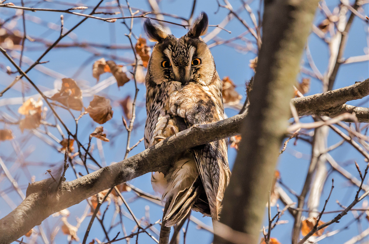 Short-eared owl (Asio otus)...