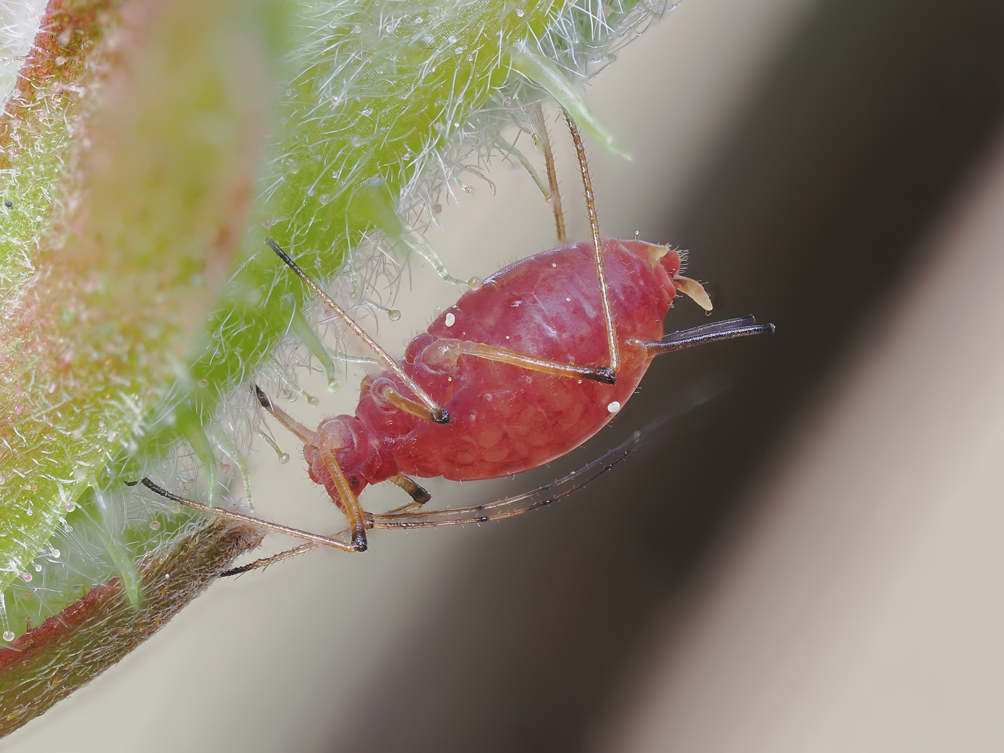 Macrospipum rosae...
