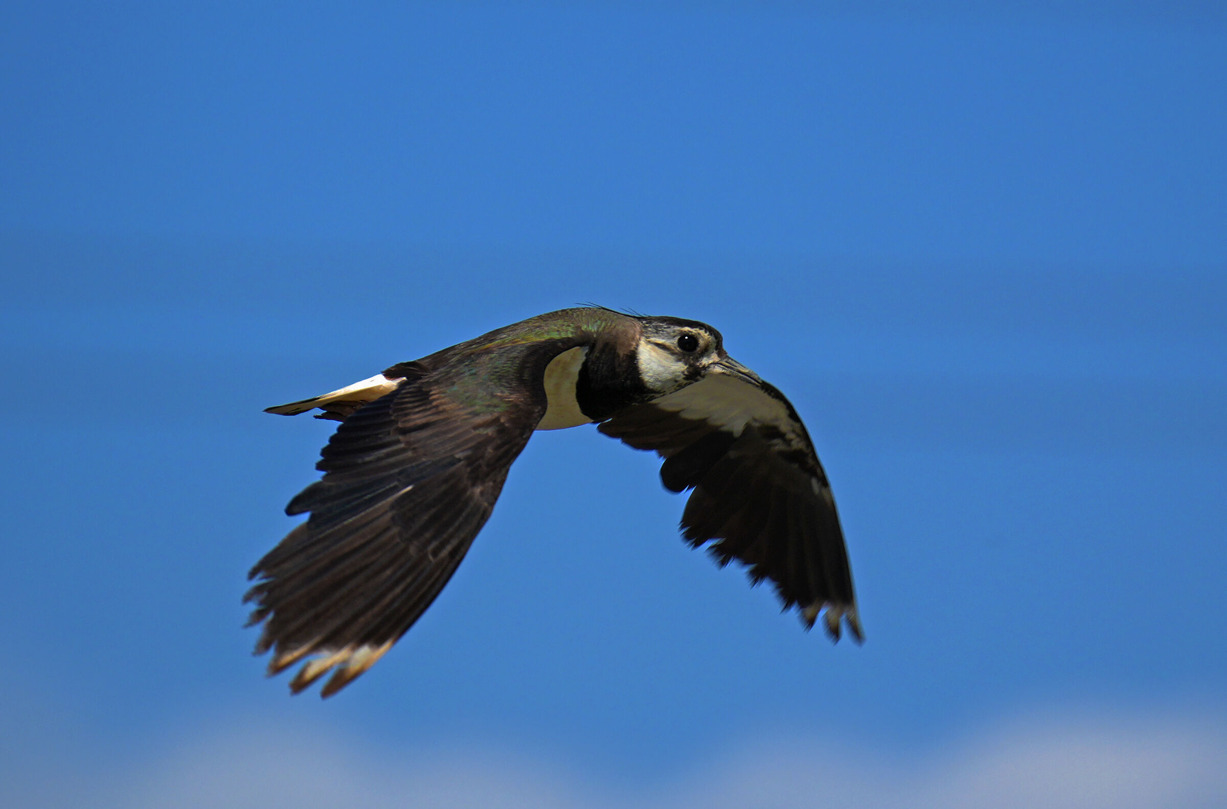 lapwing6...