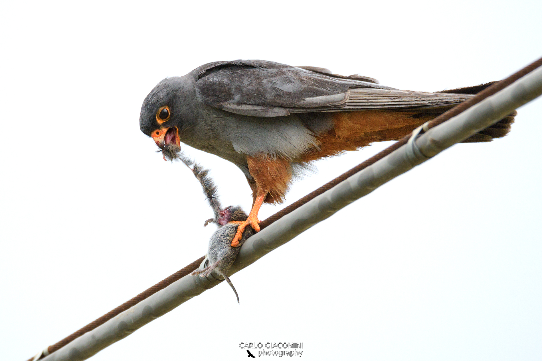 Cuckoo Falcon ...