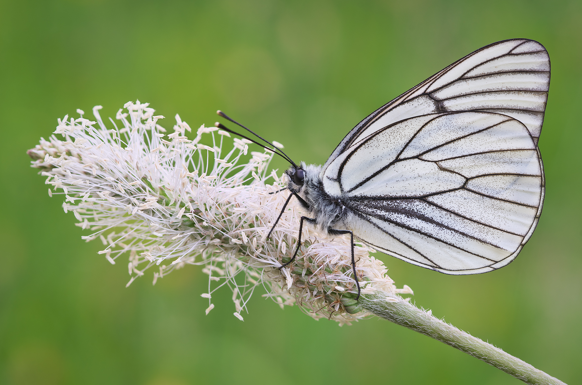 Aporia crataegi...