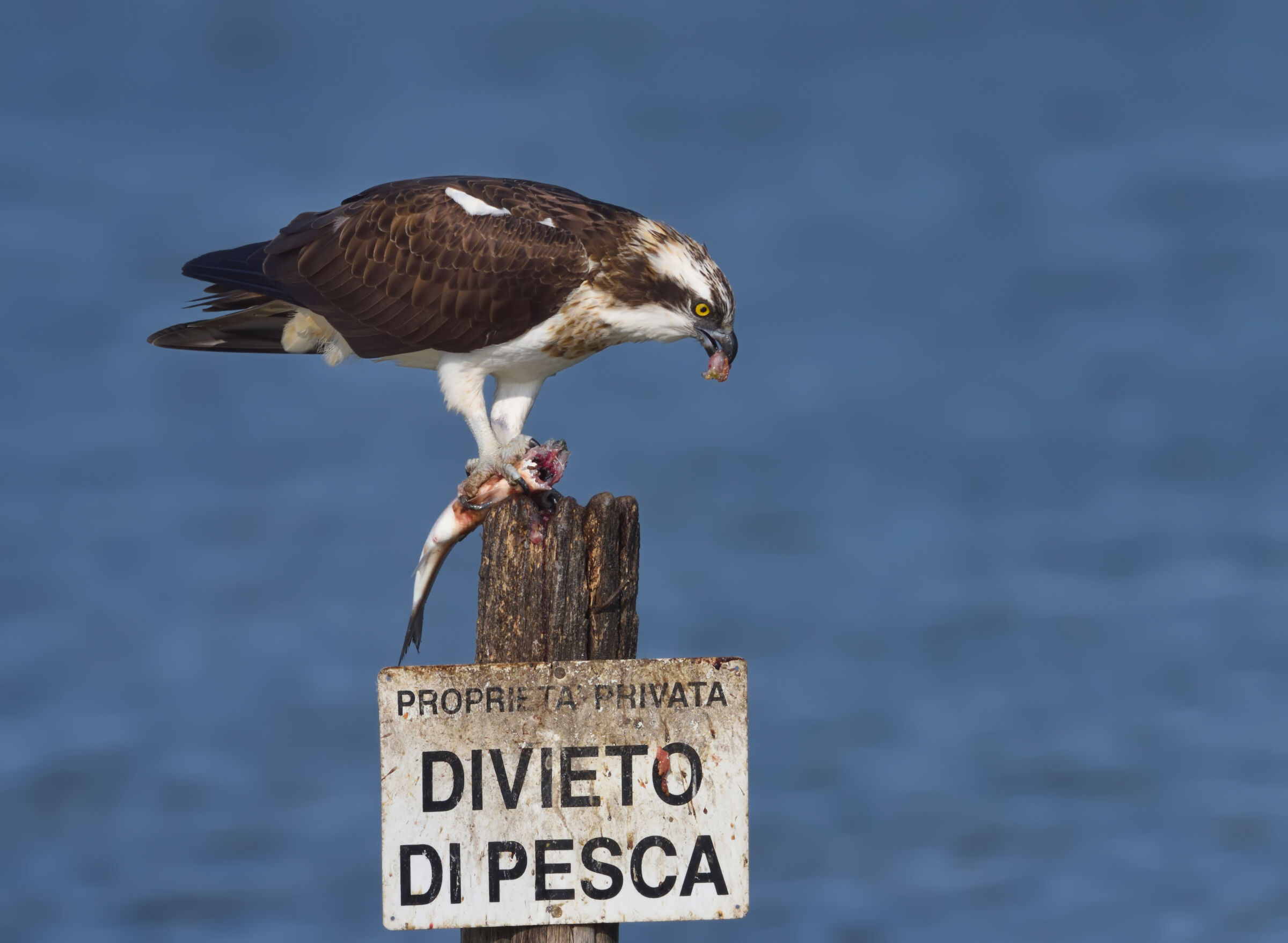 Oggi Sushi ......