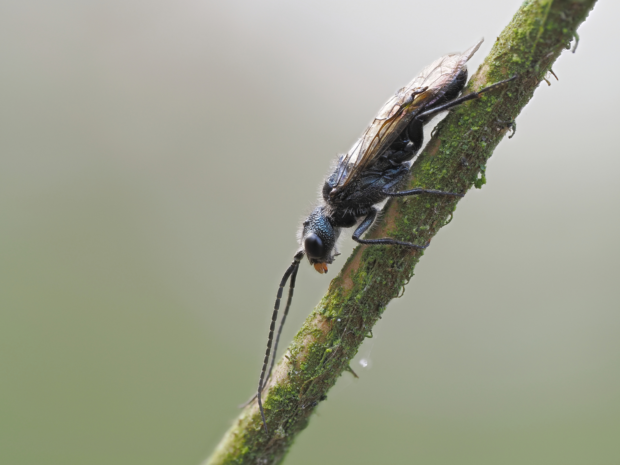 Acantholyda flaviceps...