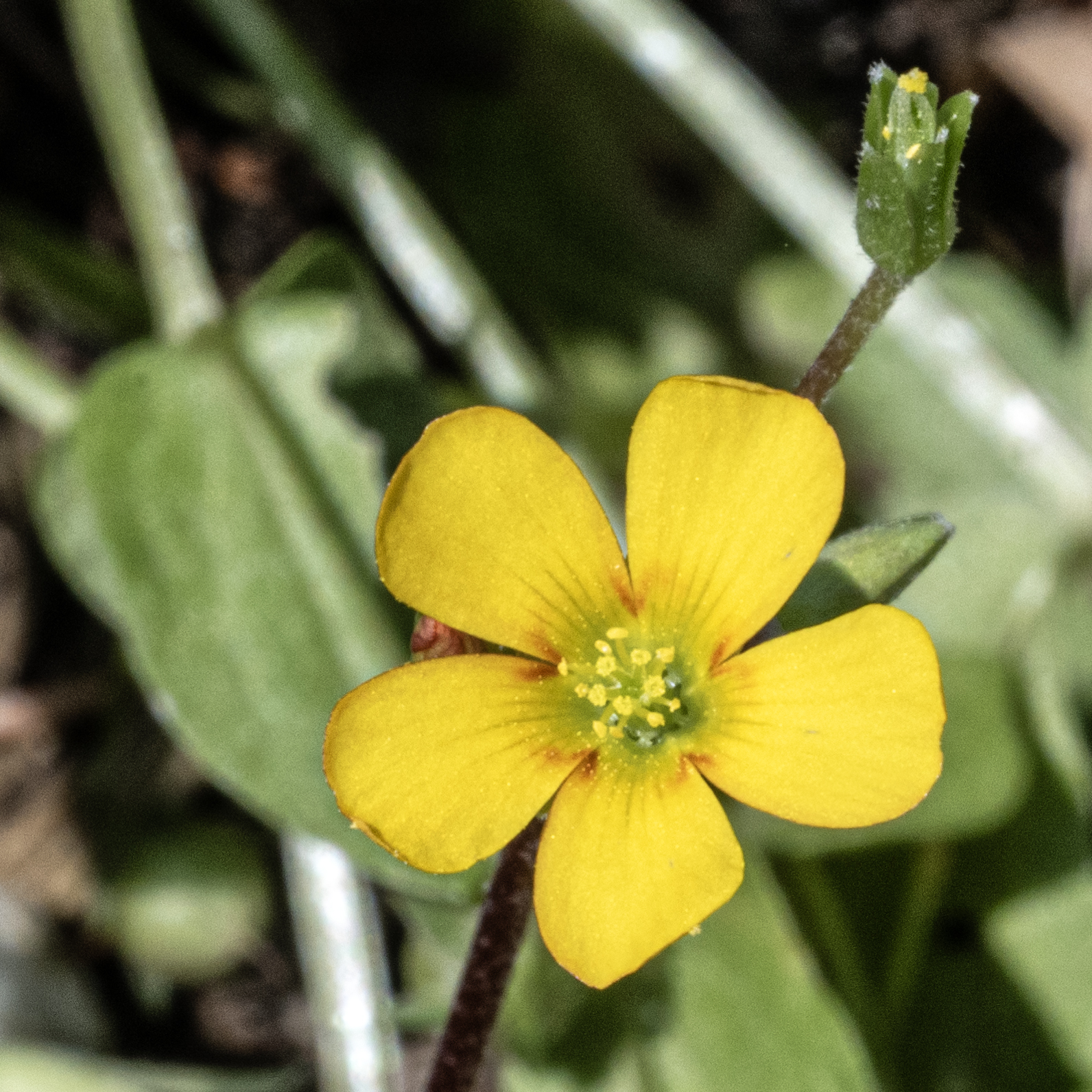 Field sorrel (Oxalis corniculata)...