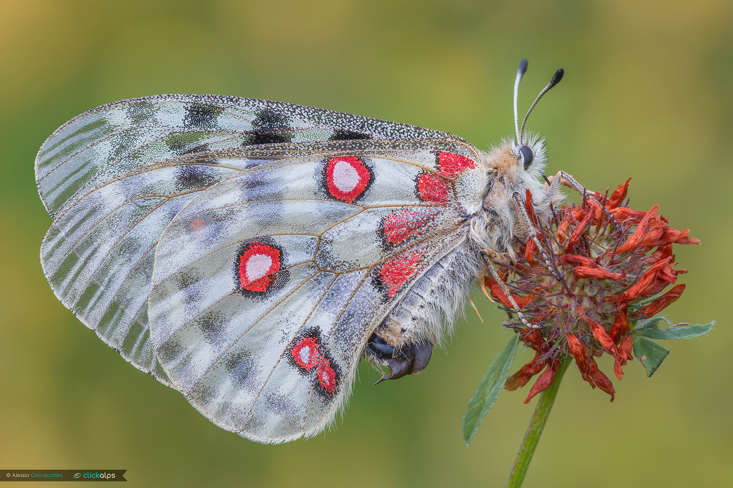 Parnassius apollo...