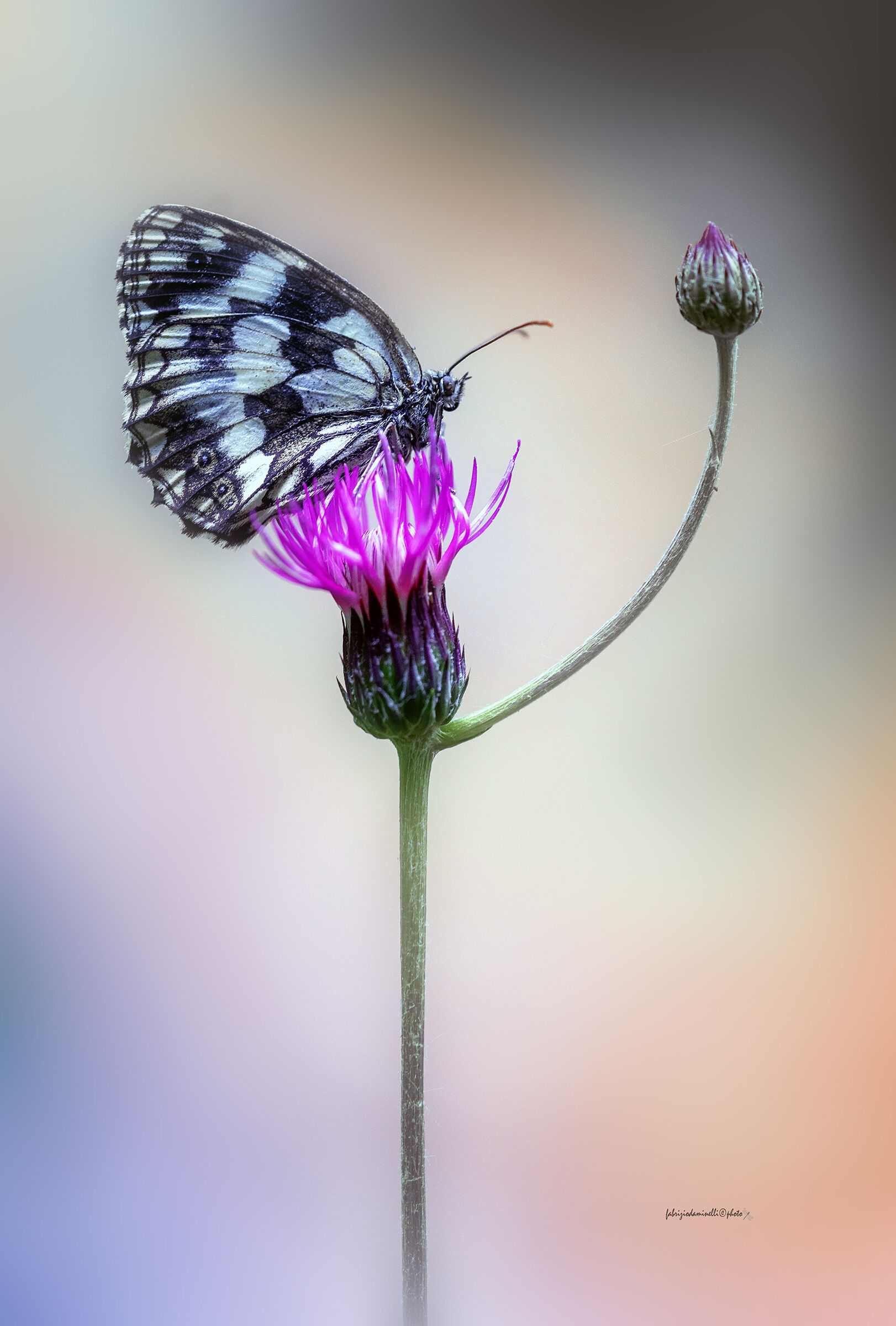Melanargia galathea...