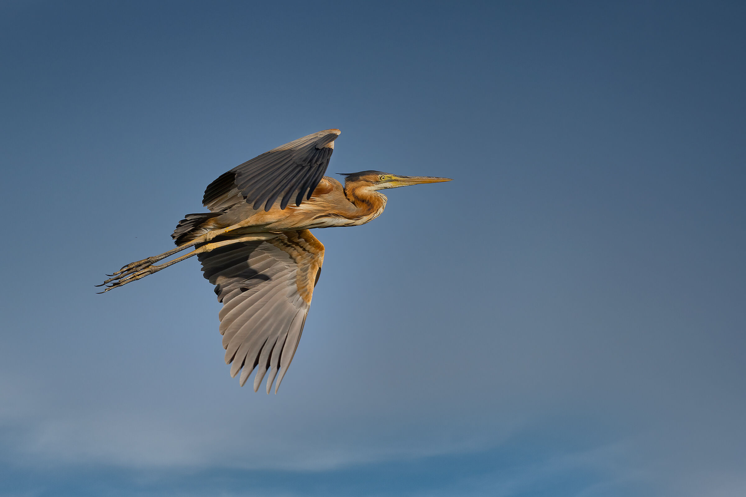 Purple heron...