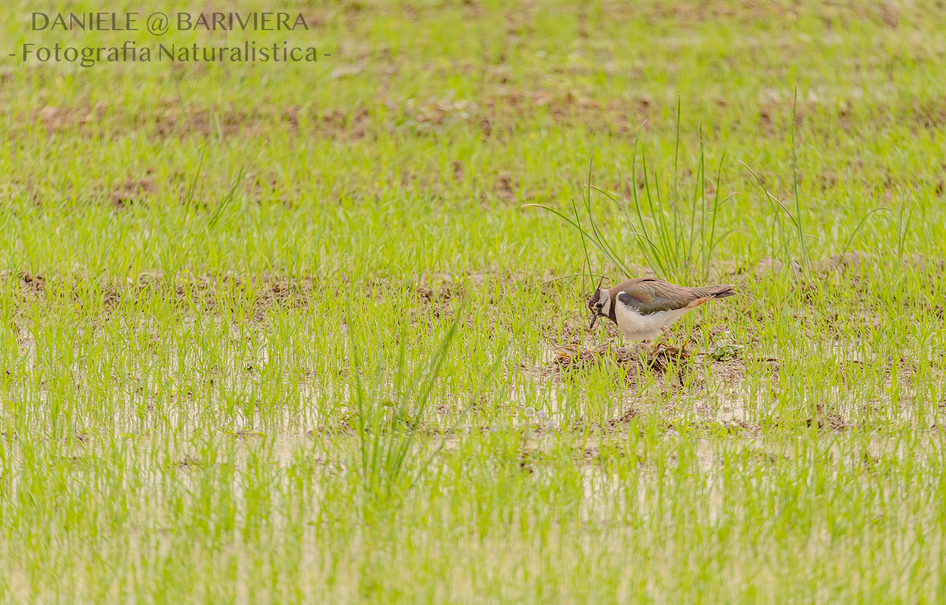 Lapwing at the nest...