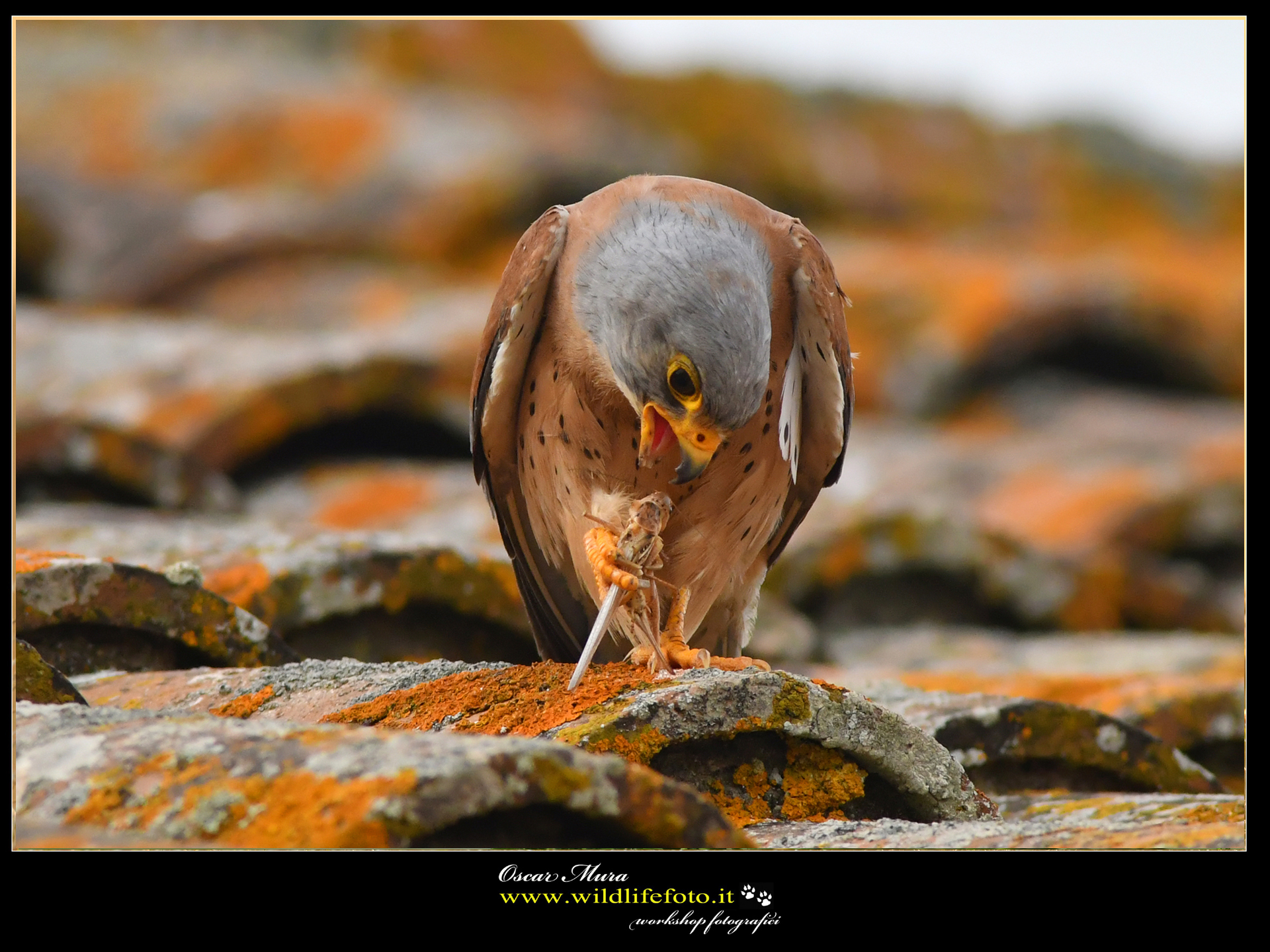 Falco Grillaio www.wildlifefoto.it...